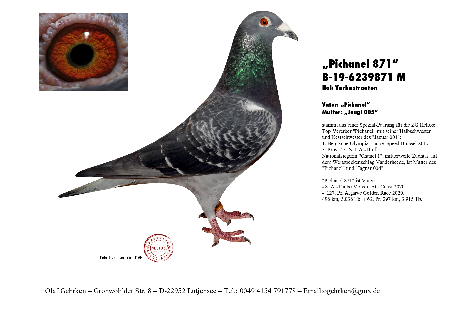 DV 1777-23-537 M - Grandson superbreeder Pichanel (Father 8x 1st)