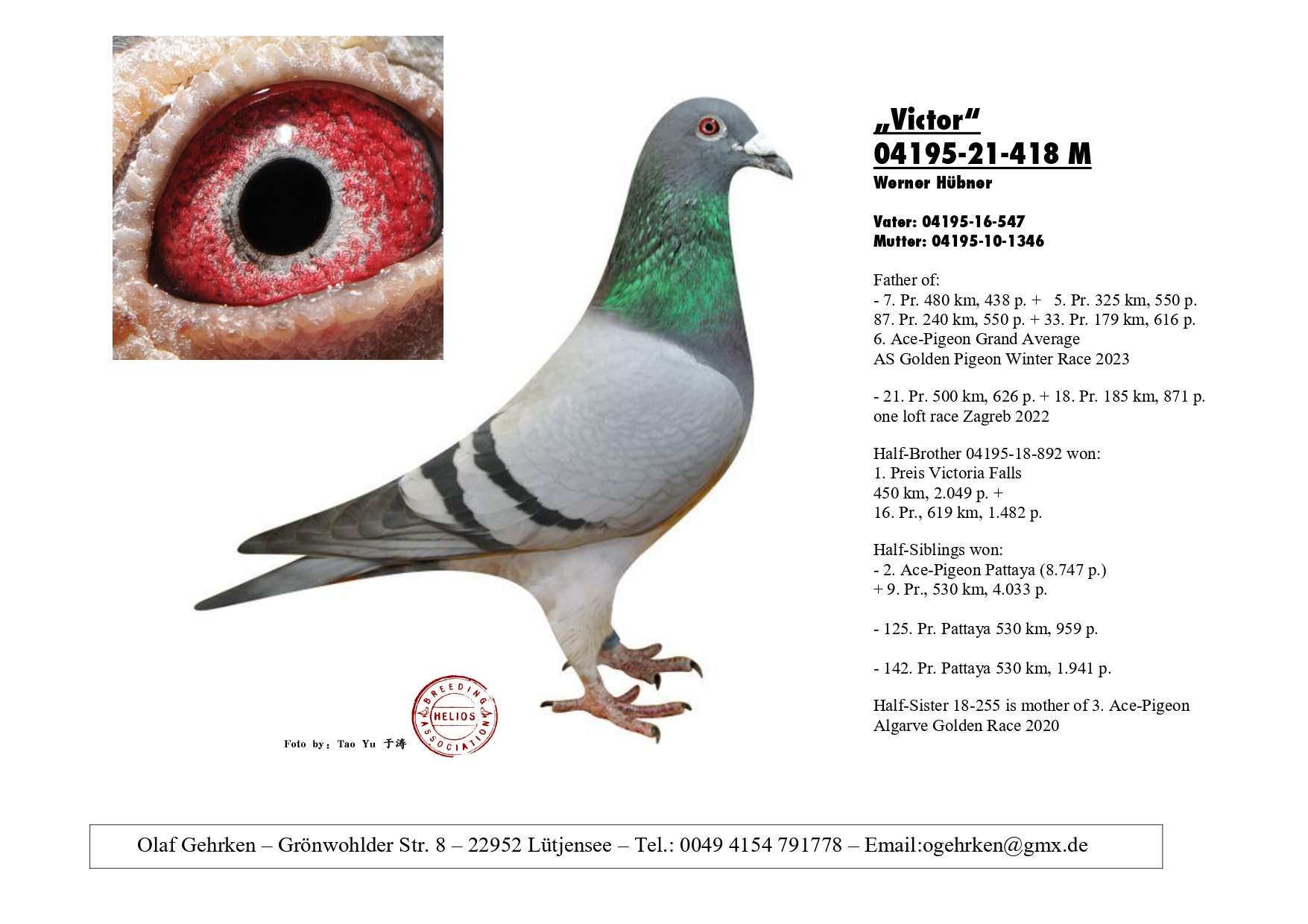 DV 1777-23-548 M - Half brother 4 Final German Classic