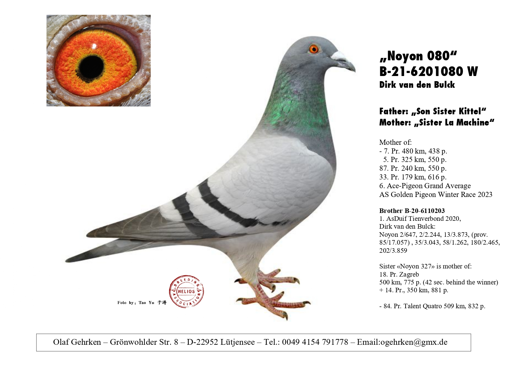 DV 1777-23-553 M - Grandson 2 Nat KBDB All Round YB