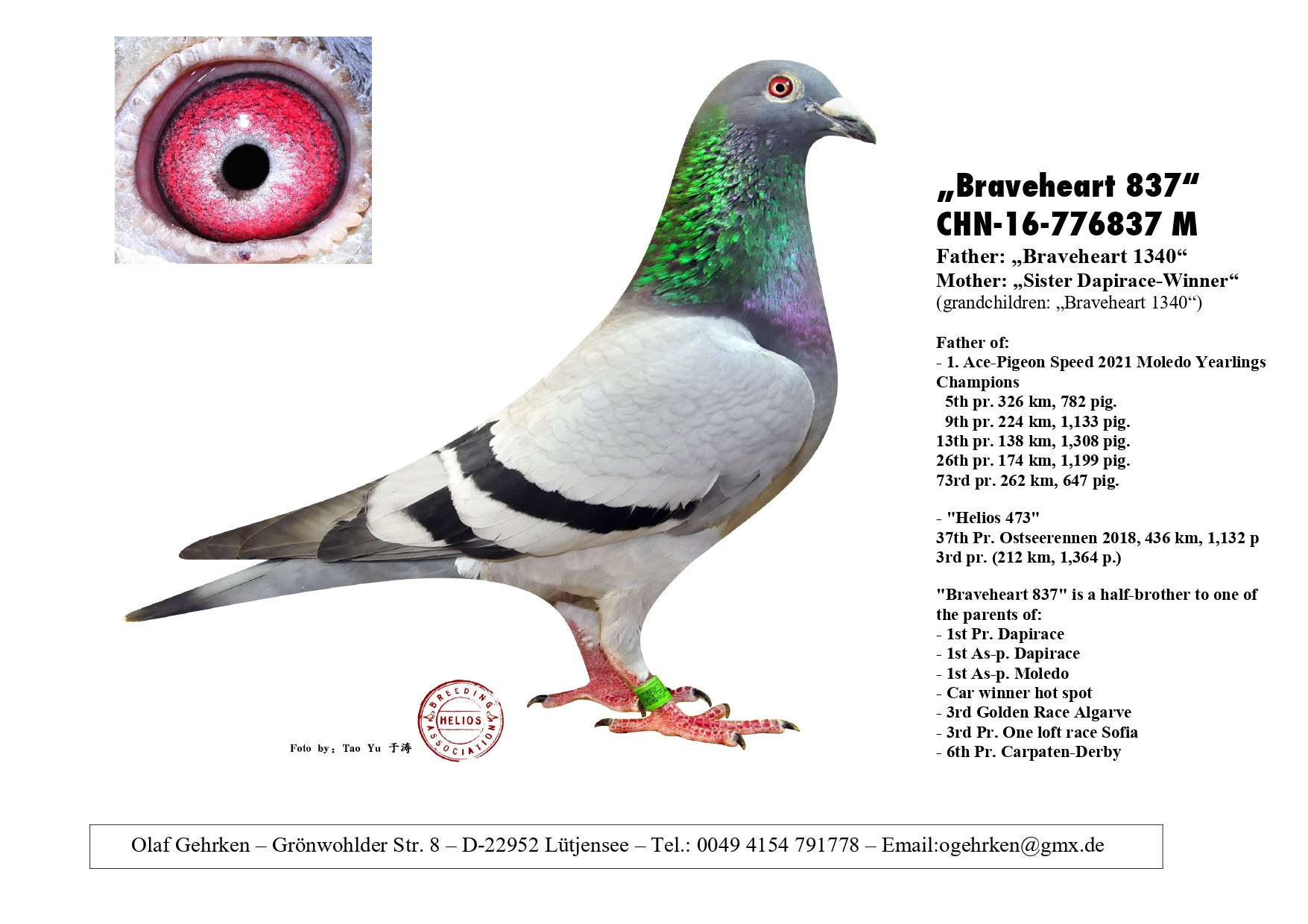 DV 1777-23-557 M - Half brother 1 Ace pigeon Moledo Yearlings