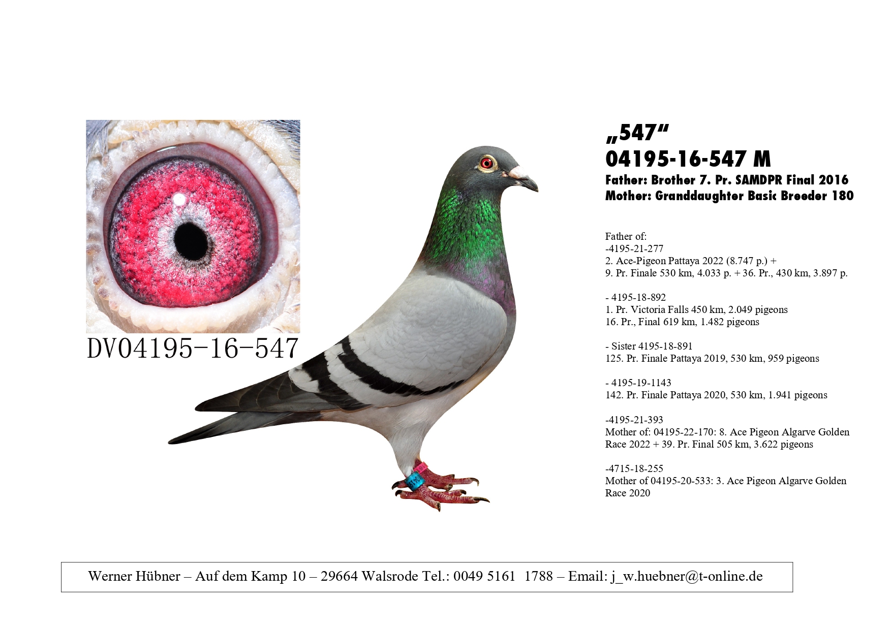 DV 1777-23-595 M - Grandson Witpen, super breeder (Dirk vd Bulck)