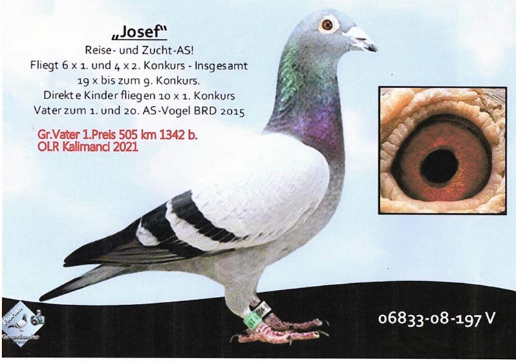 DV 21 55324 M - KH WICHERT - Brother 1 Final Kalimanci OLR; Gson Braveheart 1340, Josef