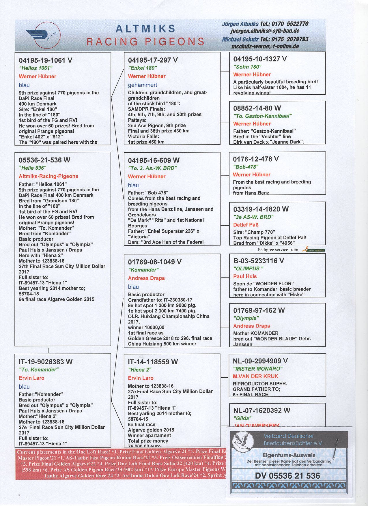 DV 5536 21 536 - GRANDDAUGHTER "KOMANDER", SUPER BREEDER ERVIN LARO