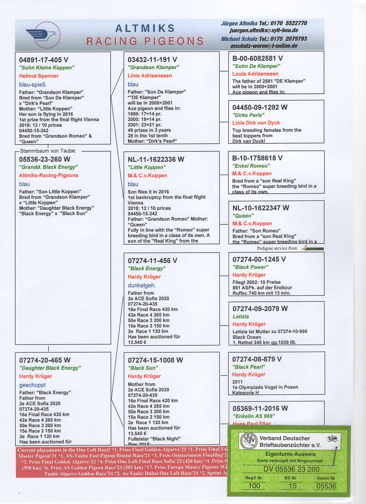 DV 5536 23 260 - GRANDDAUGHTER "BLACK ENERGY" HARDY KRUGER