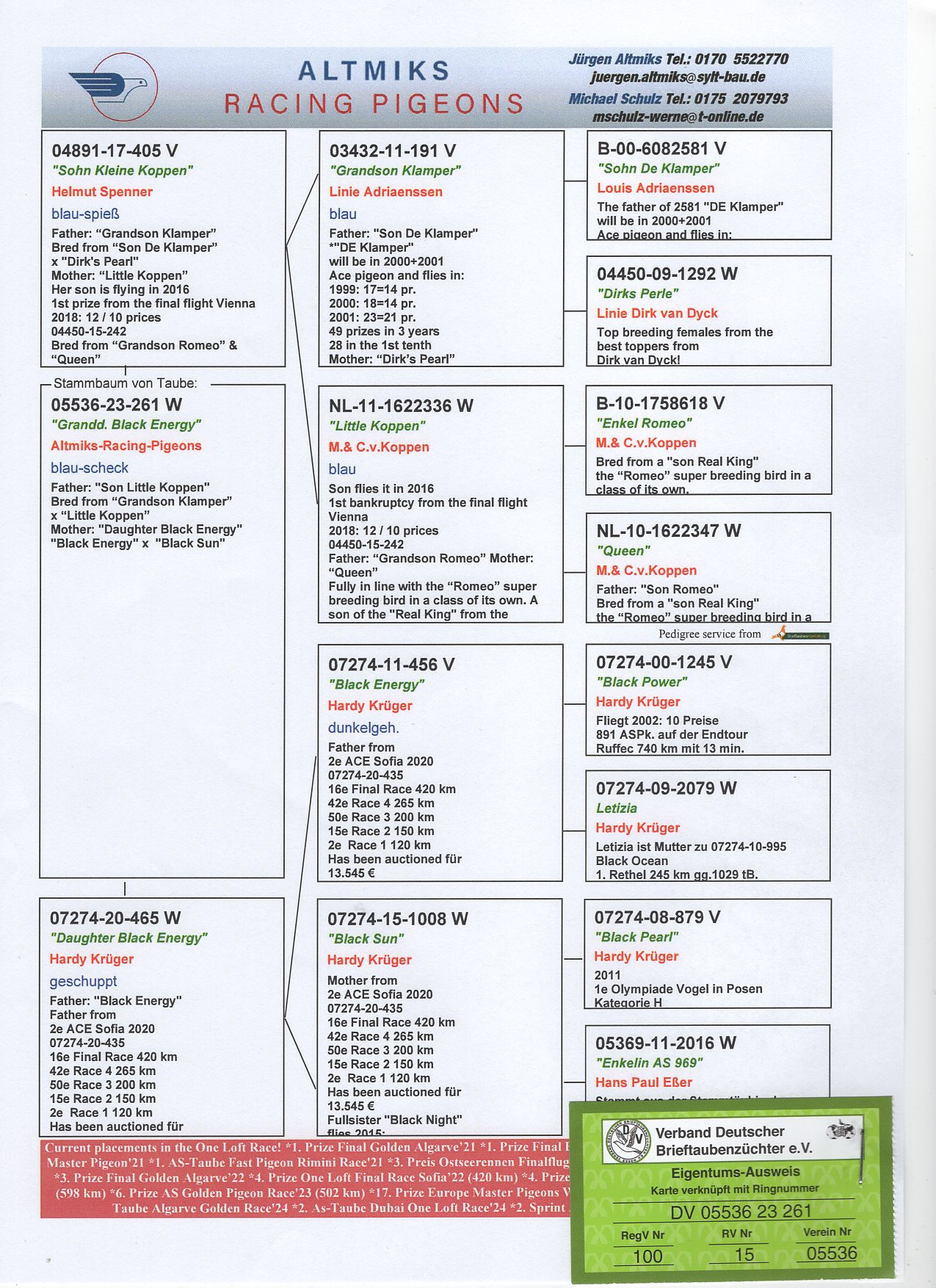 DV 5536 23 261 - GRANDDAUGHTER "BLACK ENERGY" HARDY KRUGER