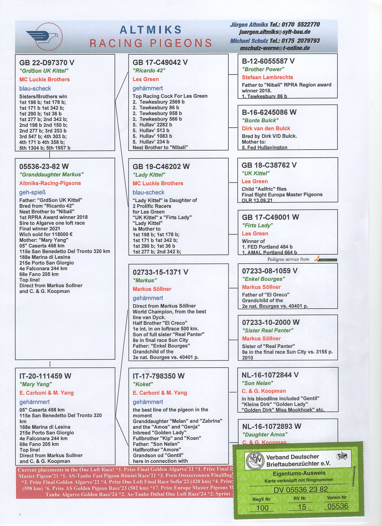 DV 5536 23 82 - GRANDDAUGHTER "BROTHER NIBALI", FATHER 1 FINAL ALGARVE GOLDEN