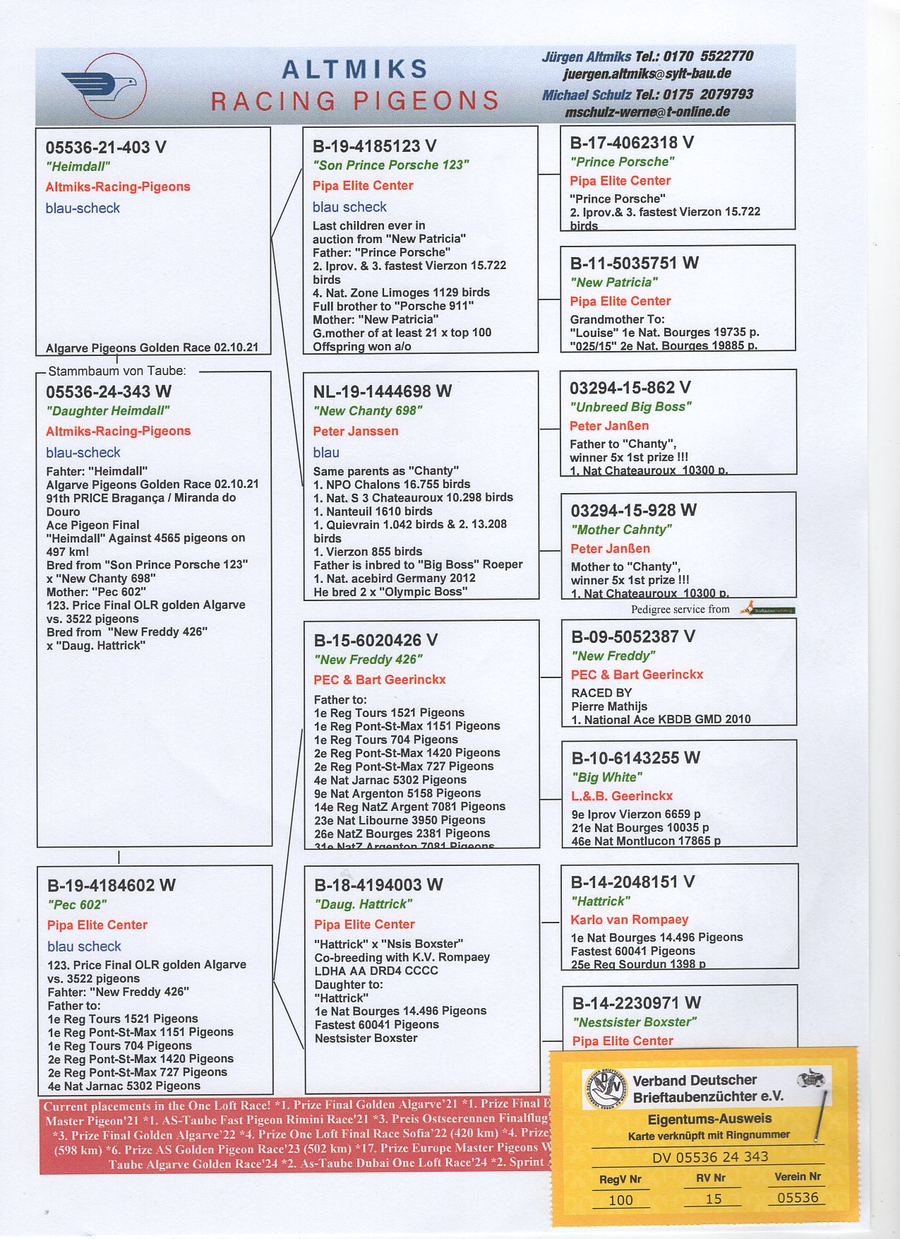 DV 5536 24 343 - BOTH PARENTS TOP RACERS IN ALGARVE GOLDEN RACE