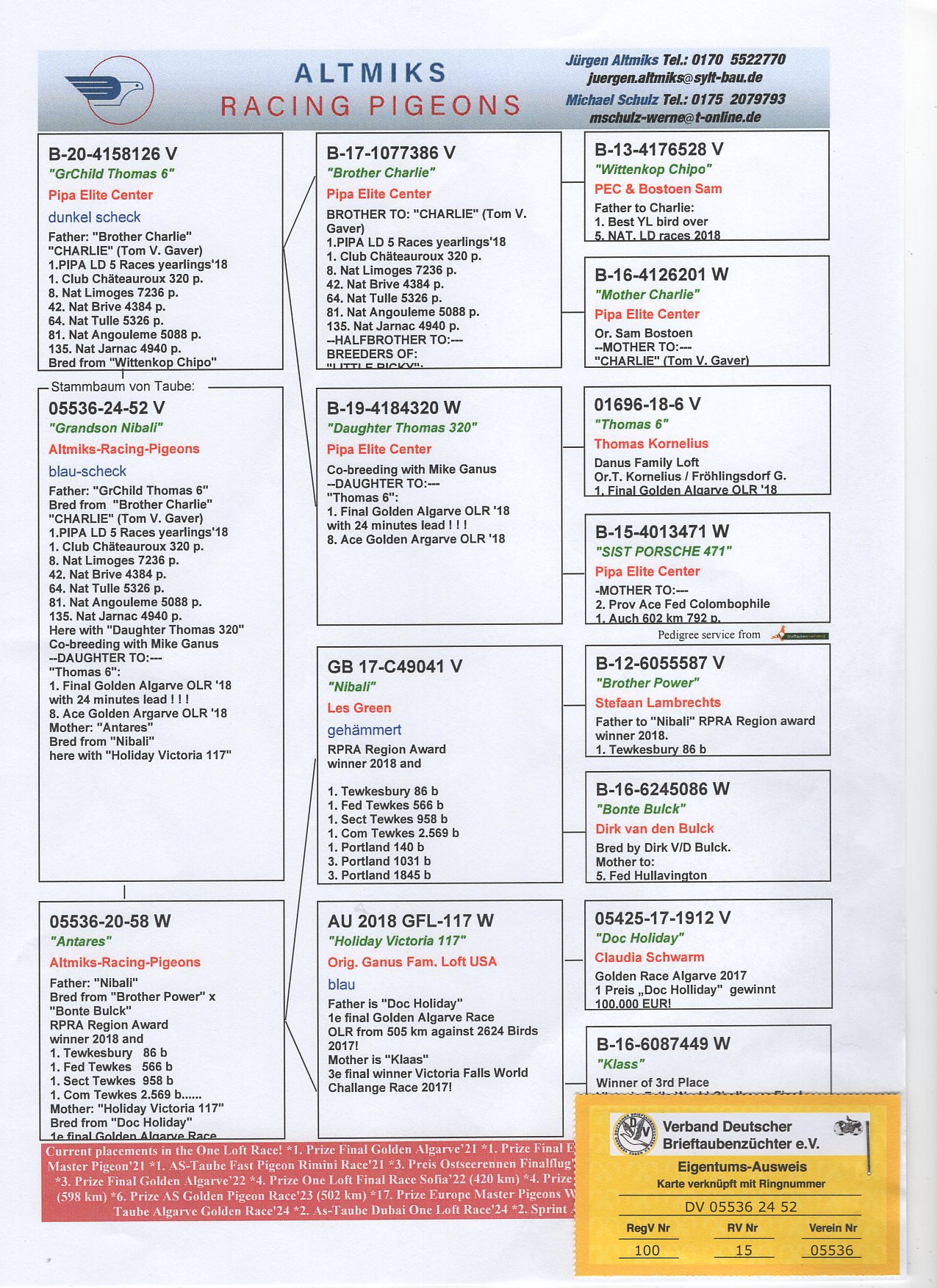 DV 5536 24 52 - GRANDSON SUPER RACER & BREEDER "NIBALI" (FATHER 1 FINAL AGR)