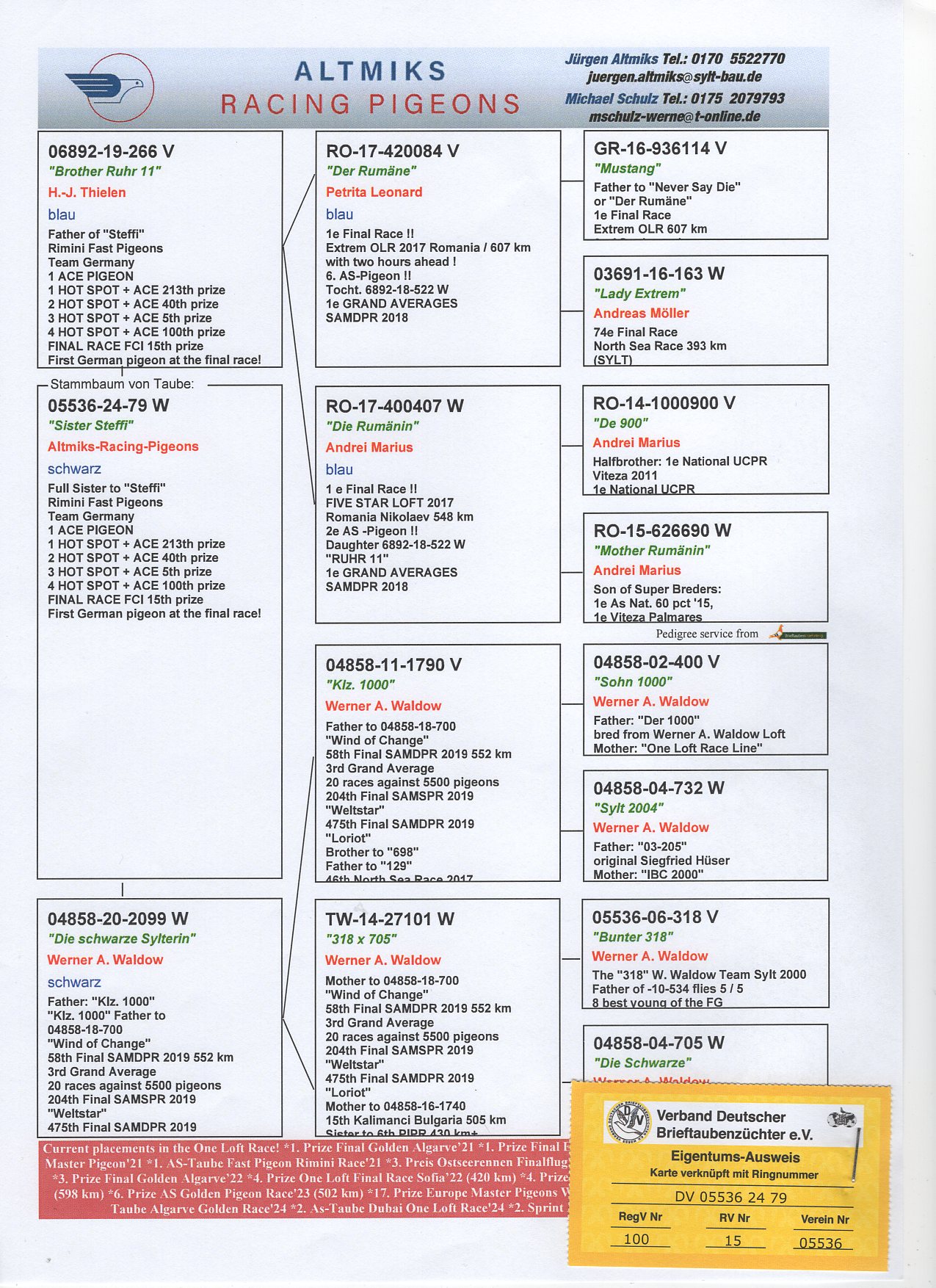 DV 5536 24 79 - FULL SISTER 1 ACE-PIGEON RIMINI OLR