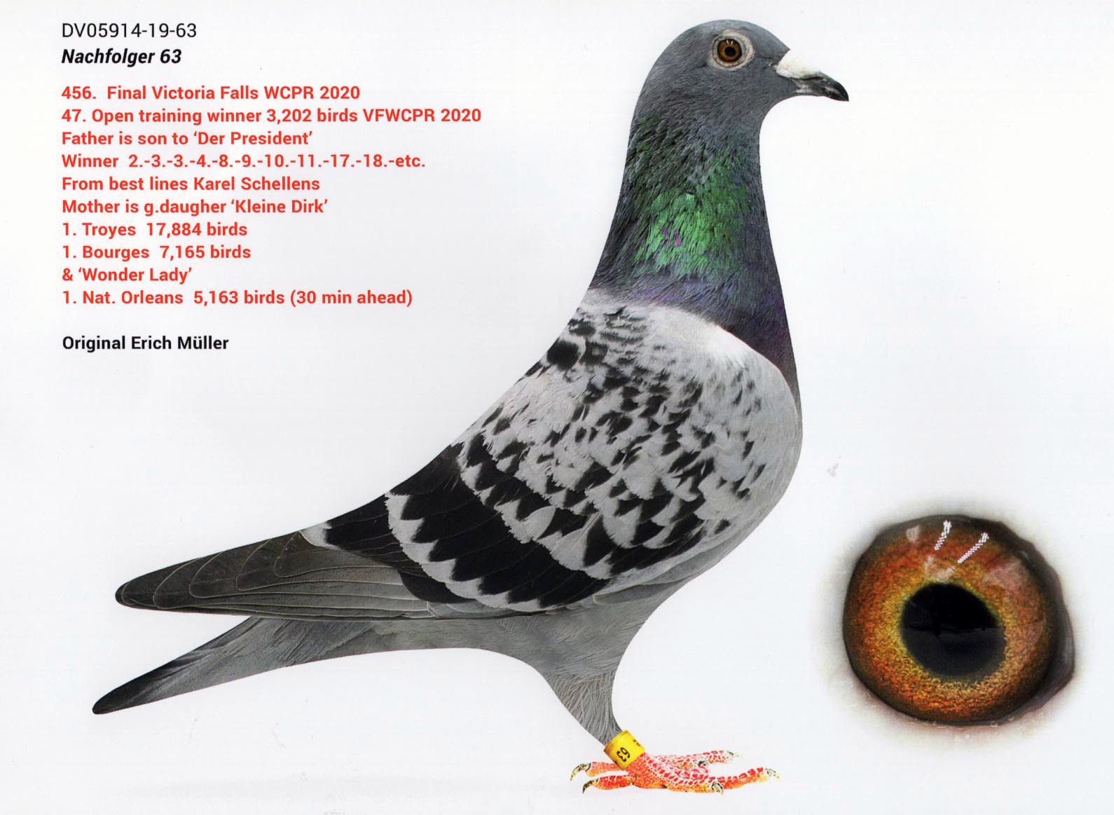 DV 5914-19-63 M - ERICH MULLER - Raced in Victoria Falls OLR