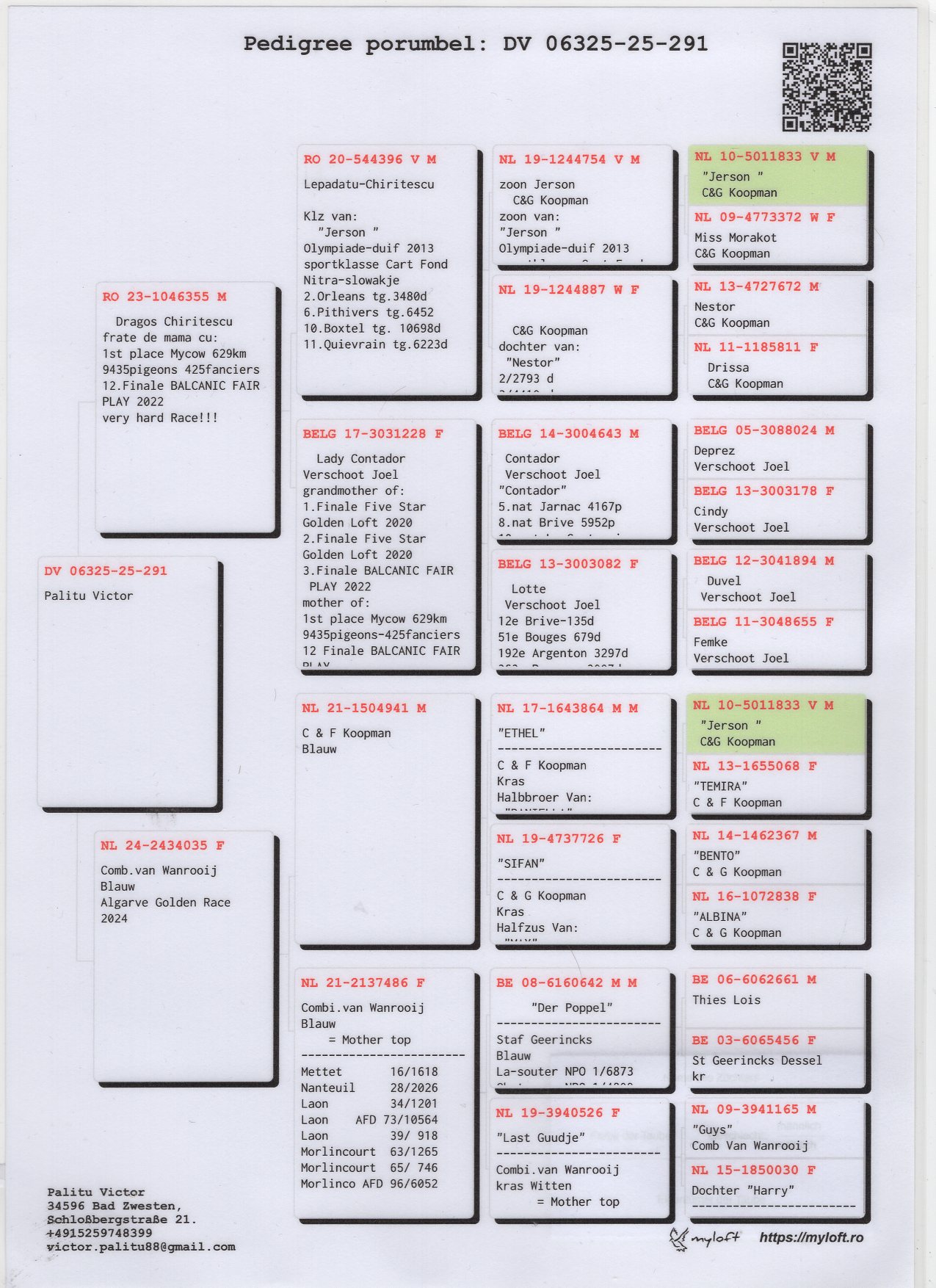 DV 6325 25 291 M - Inbred Jerson (Koopman)