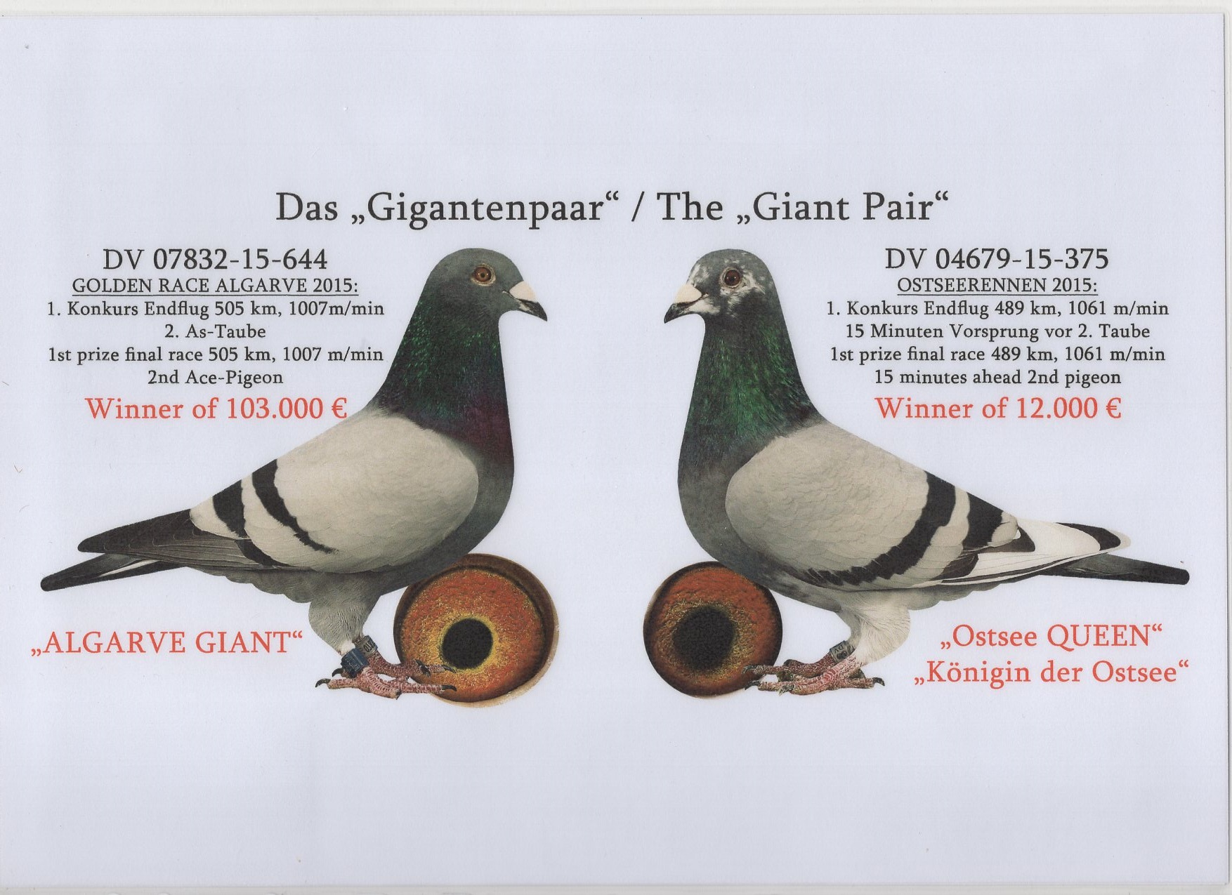 DV 8897 22 1115 M - SG STEFFL - Double grandson Giant Couple