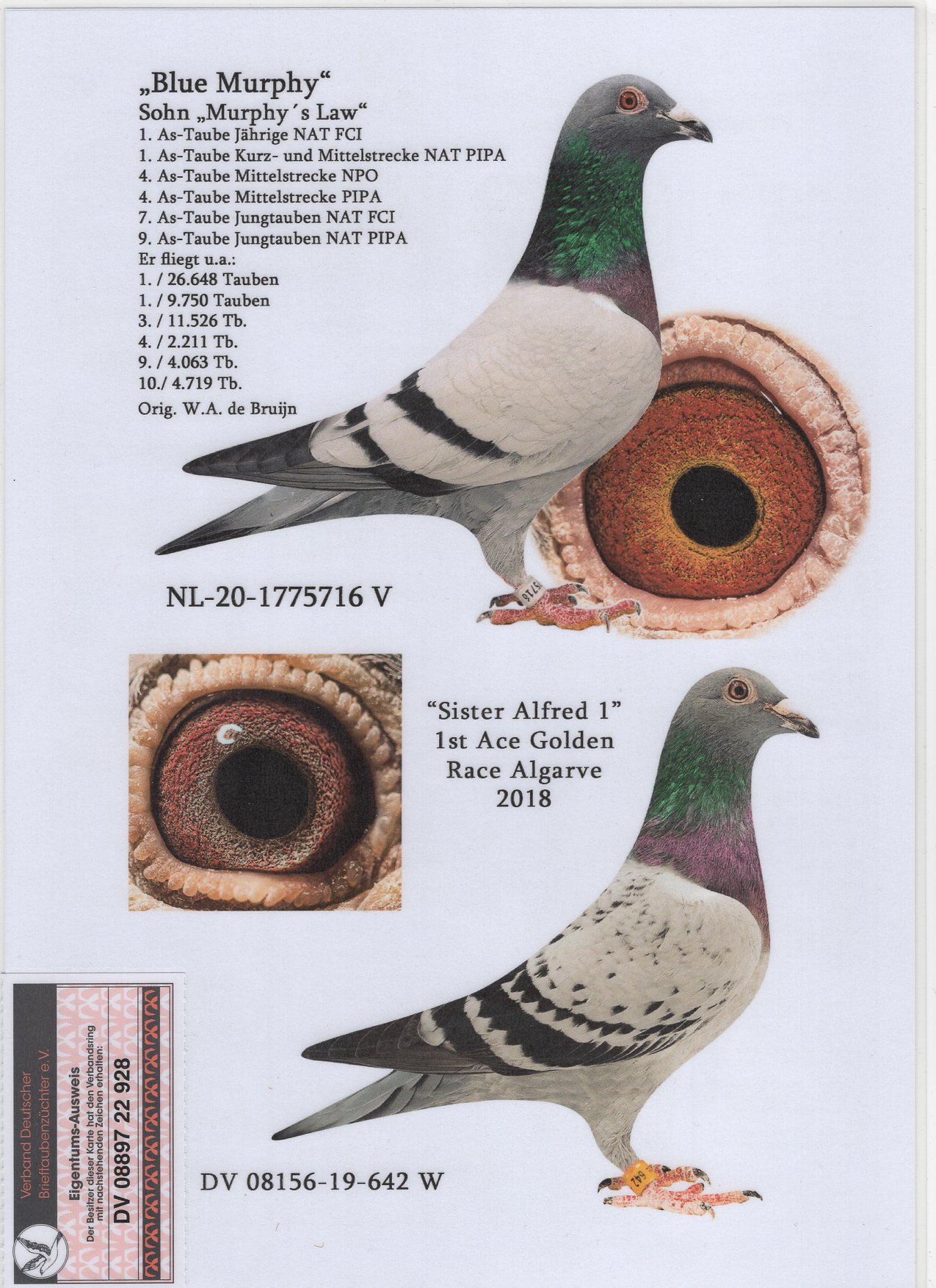 DV 8897 22 928 F - SG STEFFL - Gdaughter Murphy s Law (WA de Bruijn)