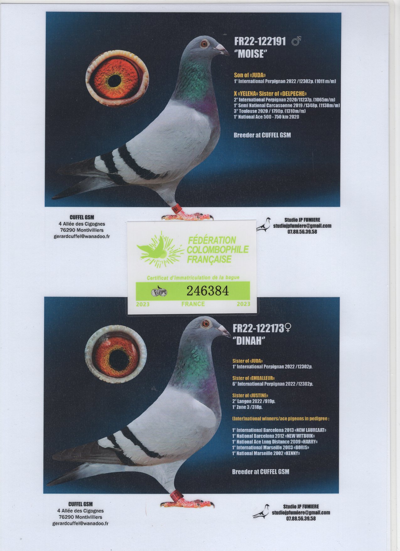 F 23 246384 F - Granddaughter 1 Int Perpignan 12302 pigeons
