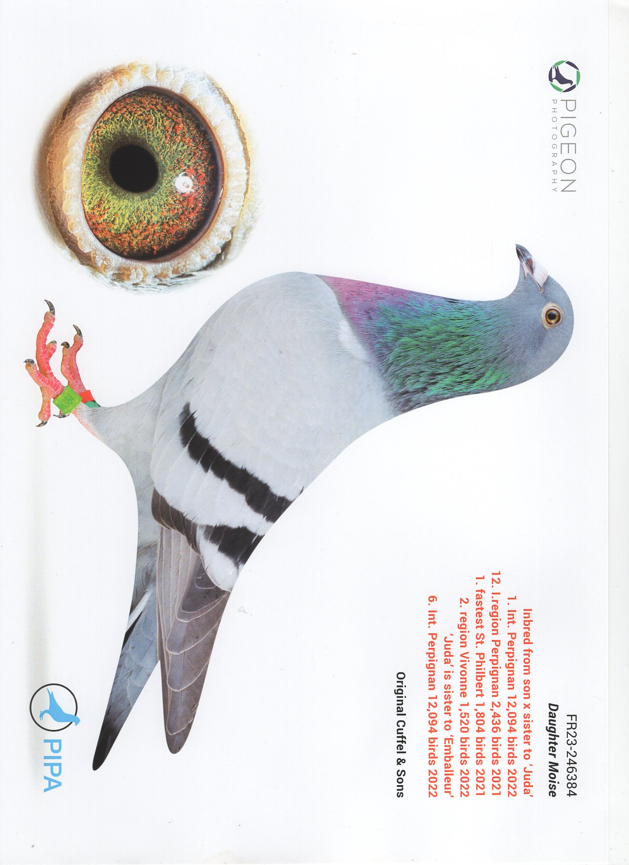 F 23 246384 F - Granddaughter 1 Int Perpignan 12302 pigeons