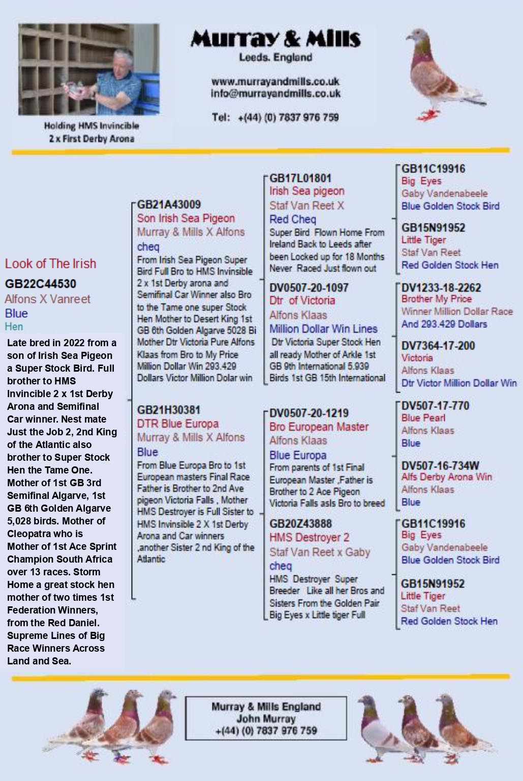 GB 22 A 44530 F - Granddaughter top breeding cock, IRISH SEA PIGEON