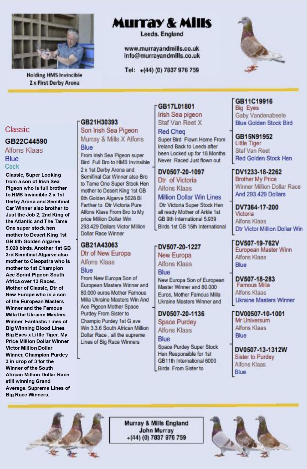 GB 22 A 44590 M - Grandson top breeding cock, IRISH SEA PIGEON