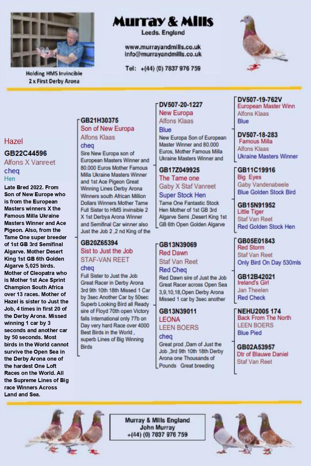 GB 22 A 44596 F - Daughter SON NEW EUROPA x Sister JUST THE JOB