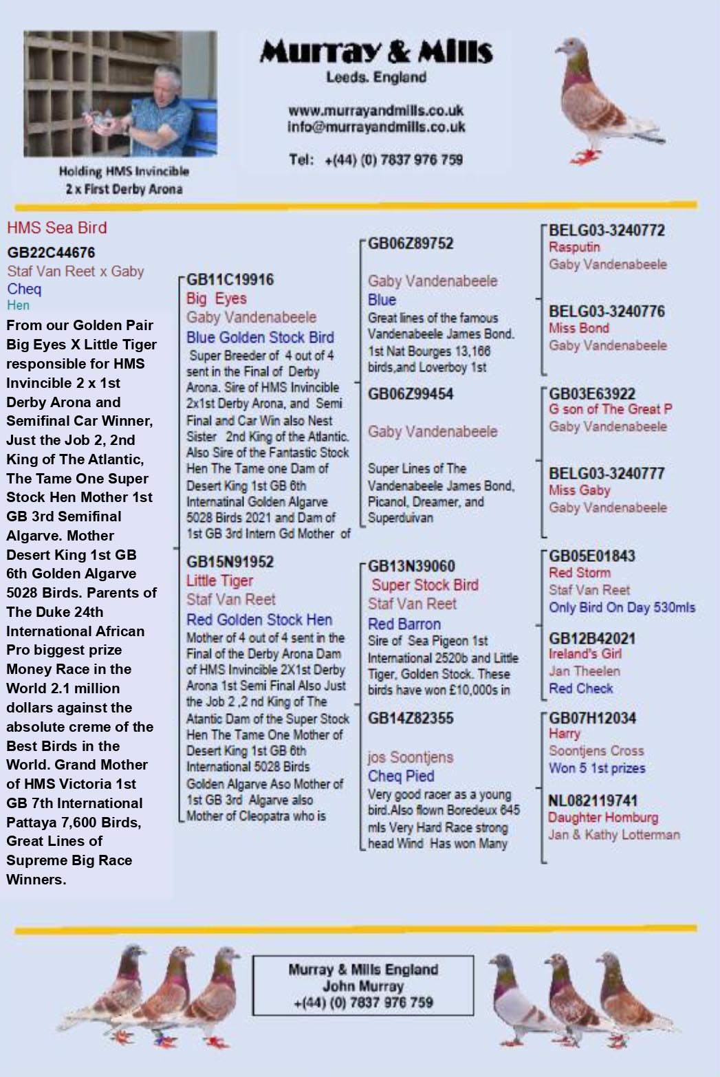 GB 22 A 44676 F - Daughter BIG EYES; Sister Car Winner Arona Tenerife