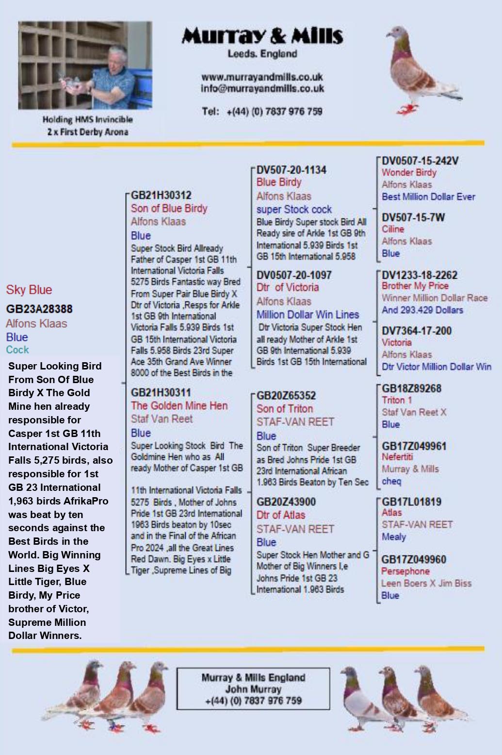 GB 23 A 28288 M - Son of super breeding hen THE GOLDEN MINE