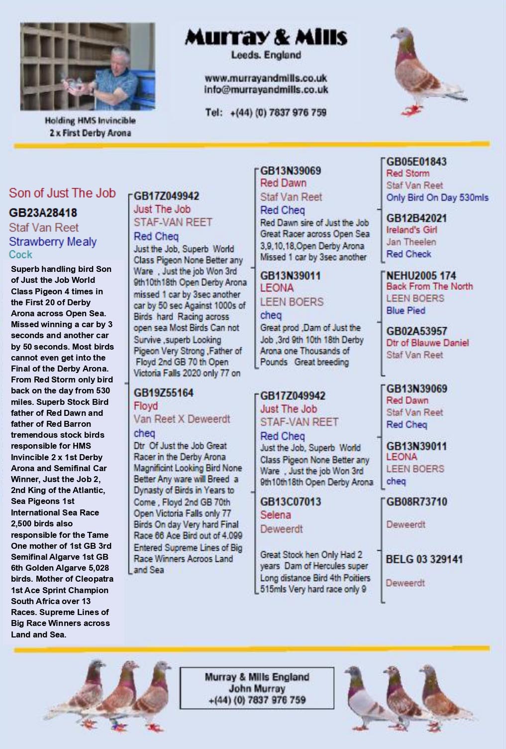 GB 23 A 28418 M - Son of JUST THE JOB, super racer in Arona Tenerife OLR