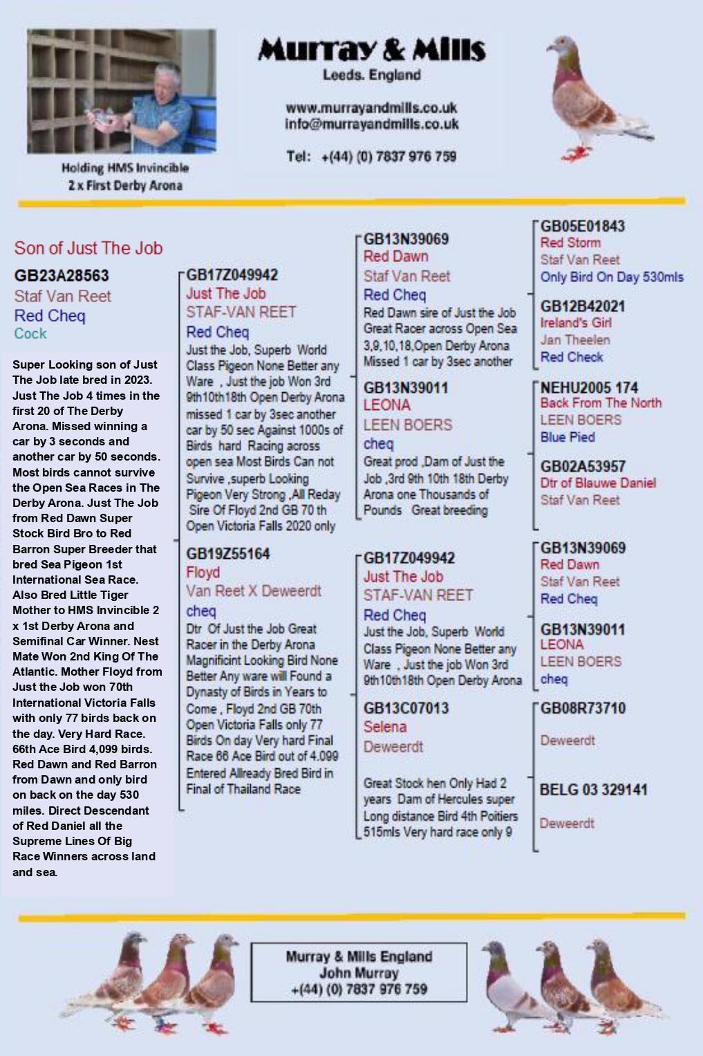 GB 23 A 28563 M - Son of JUST THE JOB, super racer in Arona Tenerife OLR