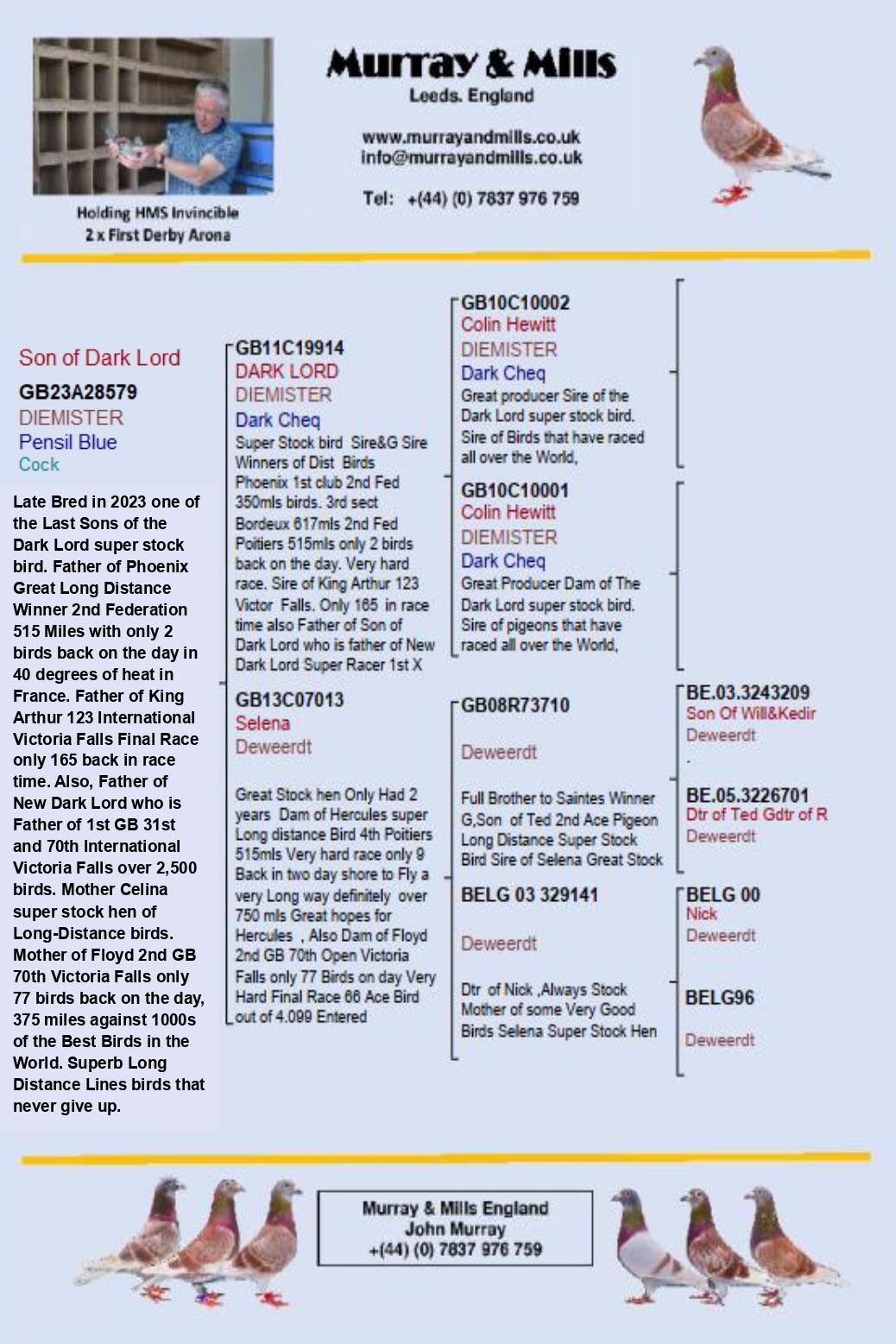 GB 23 A 28579 M - Son of DARK LORD, super breeder for long distance races