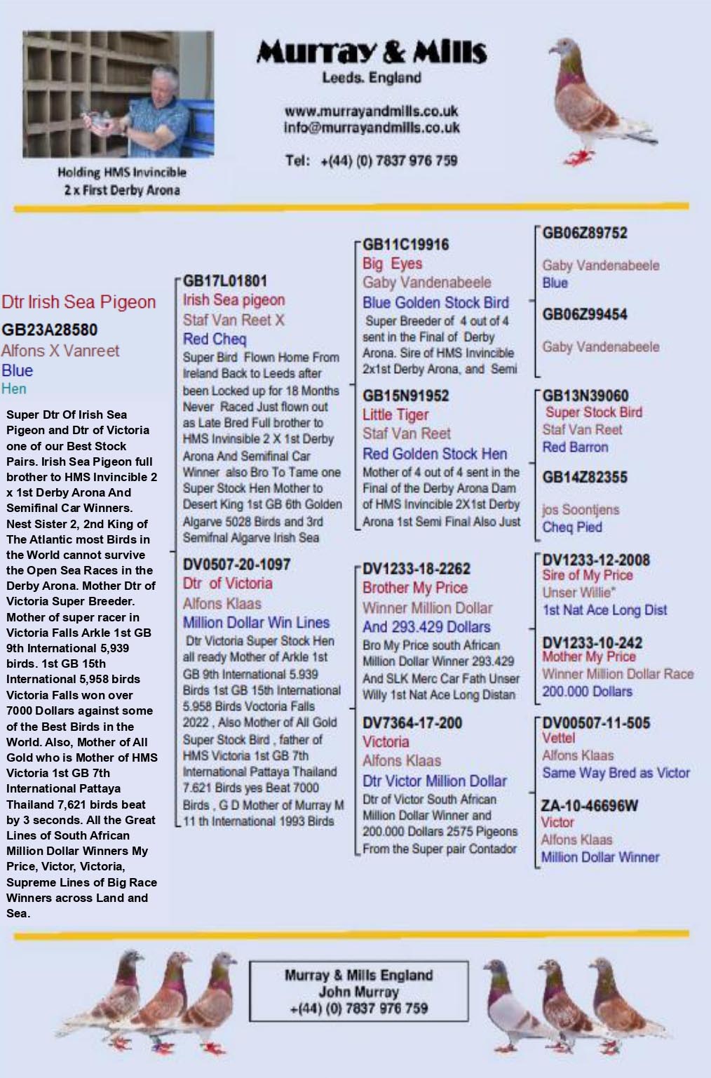 GB 23 A 28580 F - Daughter of IRISH SEA PIGEON, brother 2x 1st prize Arona Tenerife