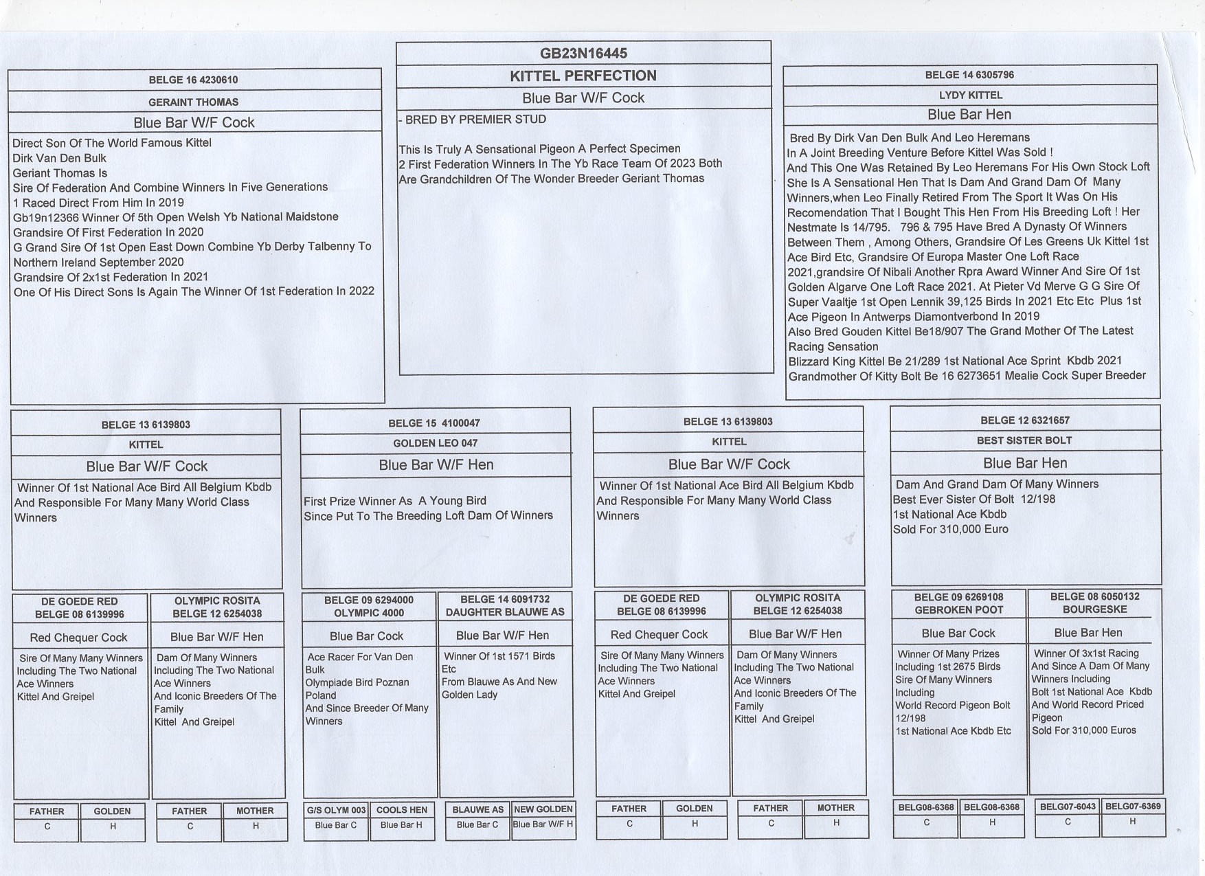 GB 23 N 16445 M - PREMIER STUD - Double grandson Kittel