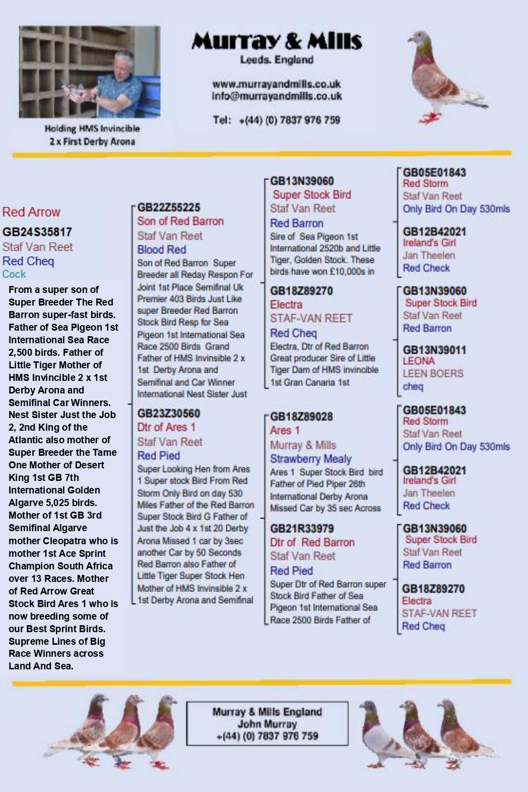 GB 24 A 35817 M - Grandson RED BARRON, basic breeding cock