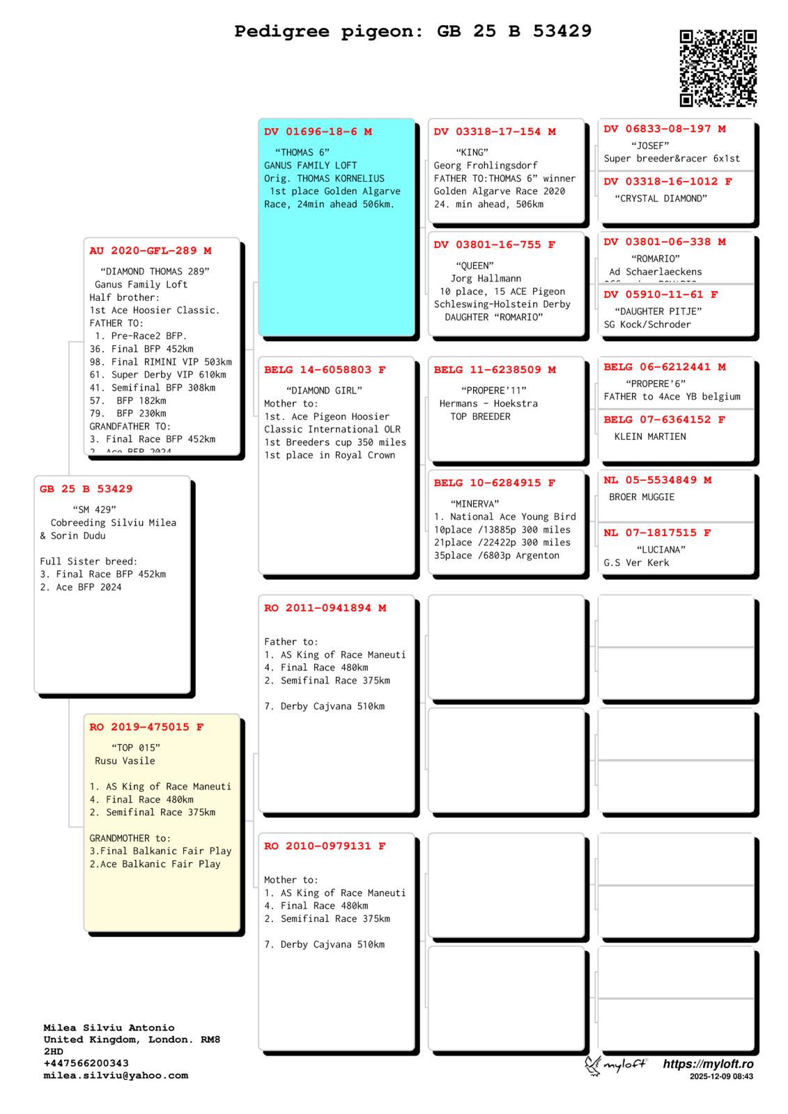 GB 25 B 53429 M - Grandson Thomas 6; Full sister bred 3 Final (2 Ace) BFP