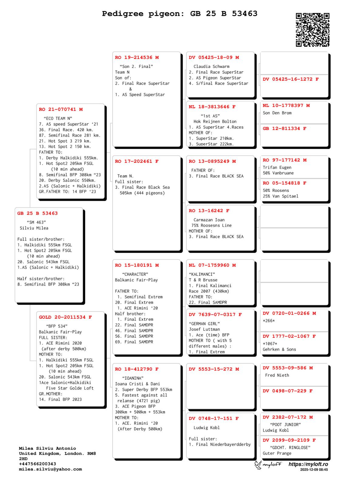 GB 25 B 53463 F - Full sister 1 Super Derby Halkidiki FIVE STAR GOLDEN LOFT