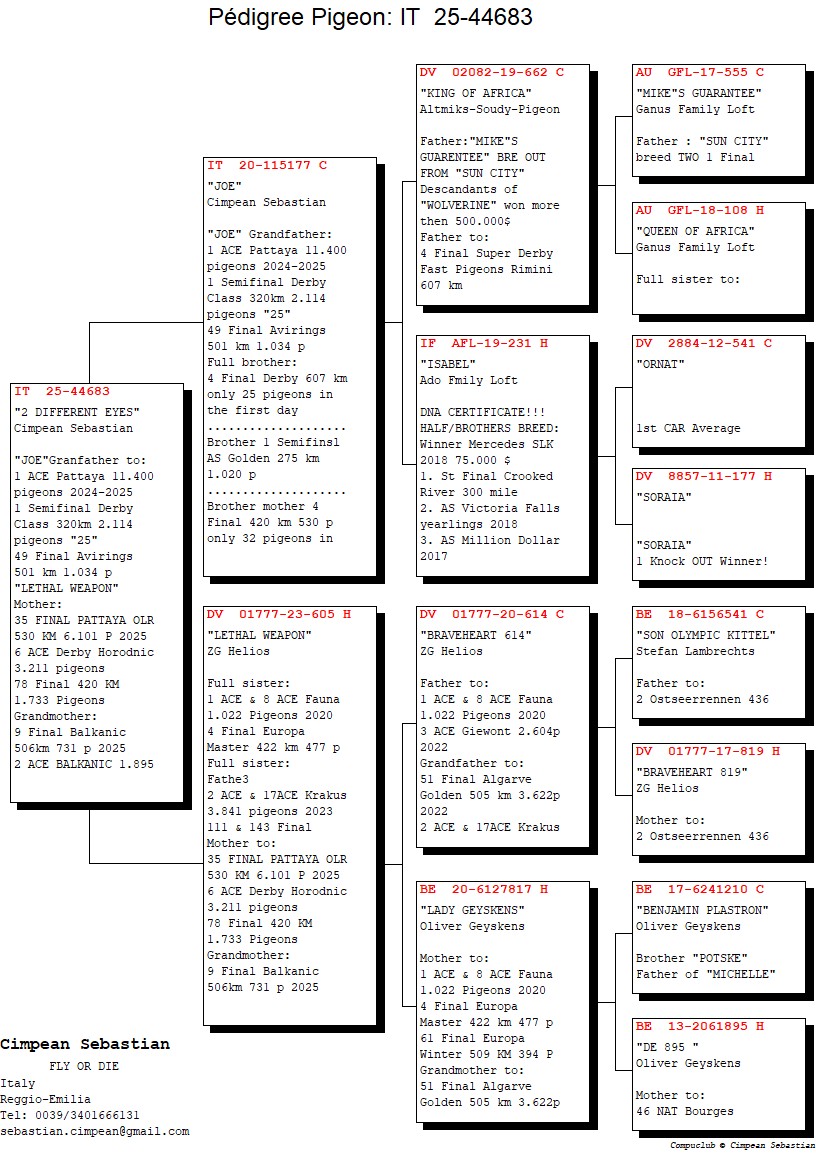 IT 25 44683 F - Daughter Joe (Grandfather 1 Ace pigeon Pattaya OLR 11400 pigeons)