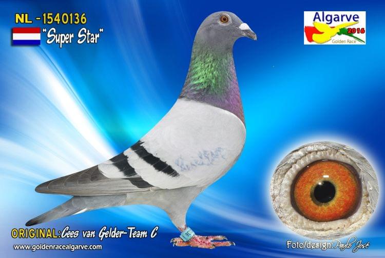 NL 1540136-16 M - C. VAN GELDER - 22 Final Algarve Golden Race 2016