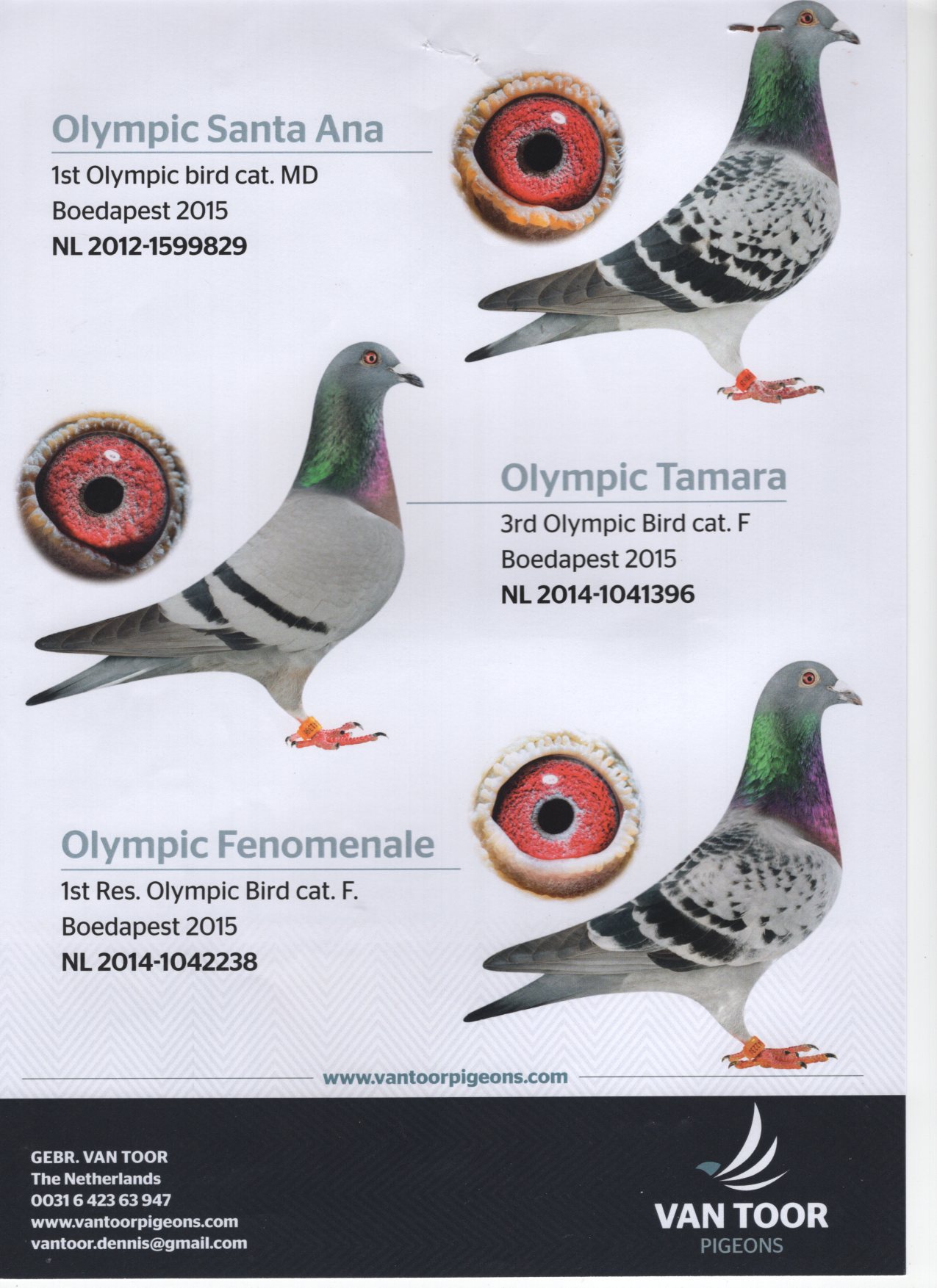 NL 1777711-20 M - Grandson New Harry