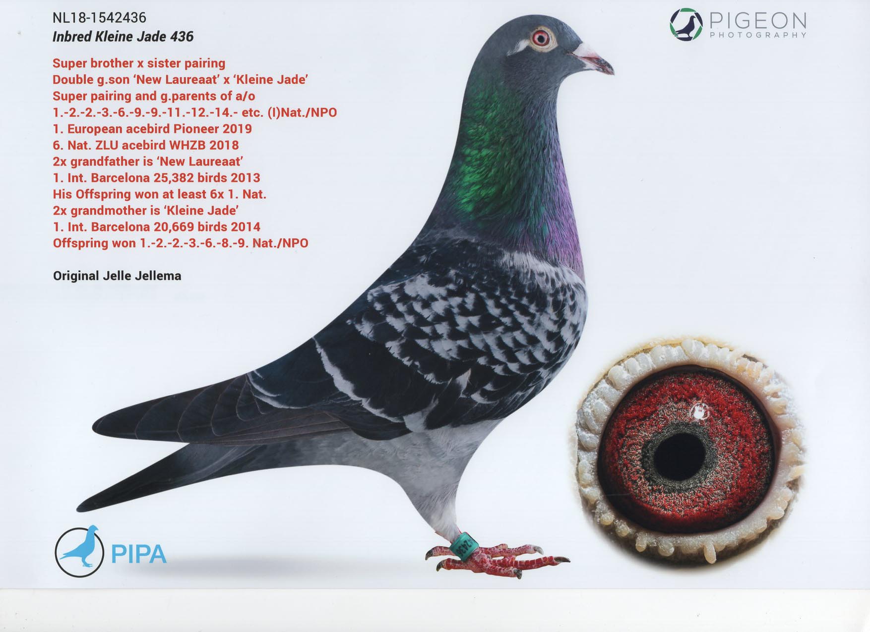 NL 18 1542436 - JELLE JELLEMA - INBRED "KLEINE JADE"