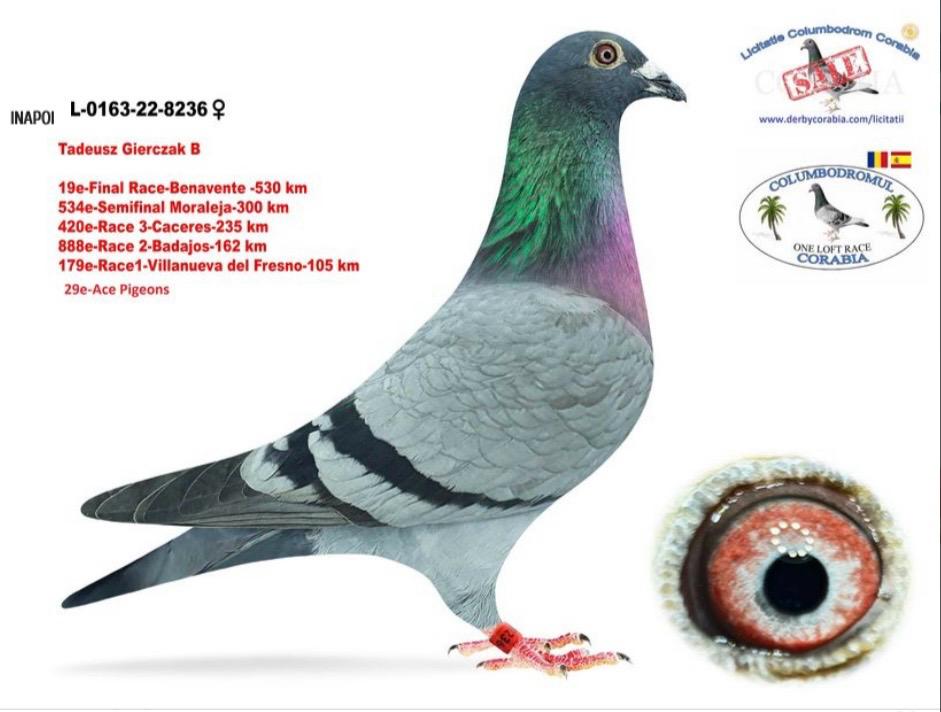 PL 163 22 8236 F - TADEUSZ GIERCZAK - 19 Final Corabia Spain; H sister 1 Final AGD