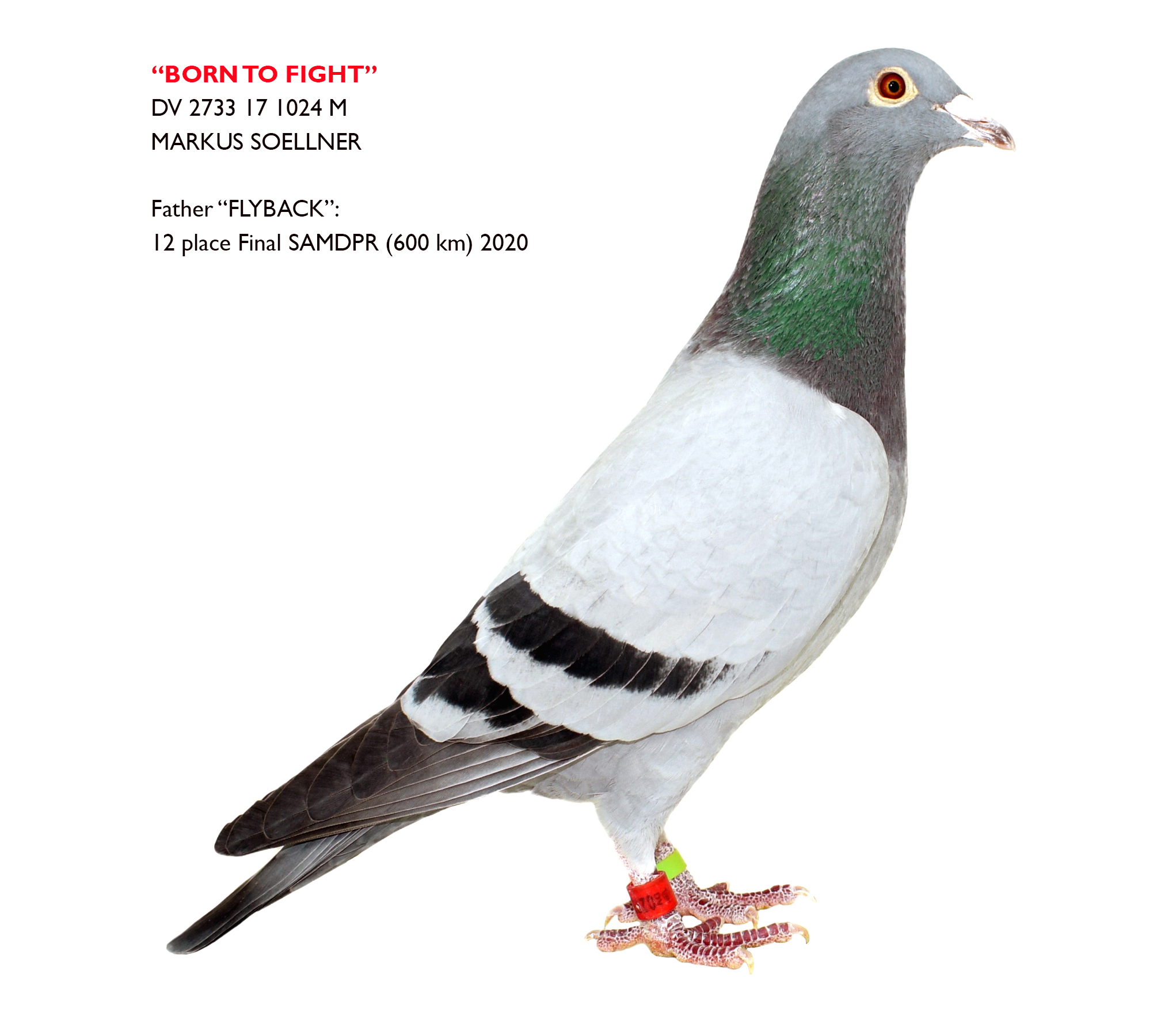 RO 20 554020 M - BFP LOFT - Father 2, 4 Final FSGL etc. Brother 12 Final SAMDPR