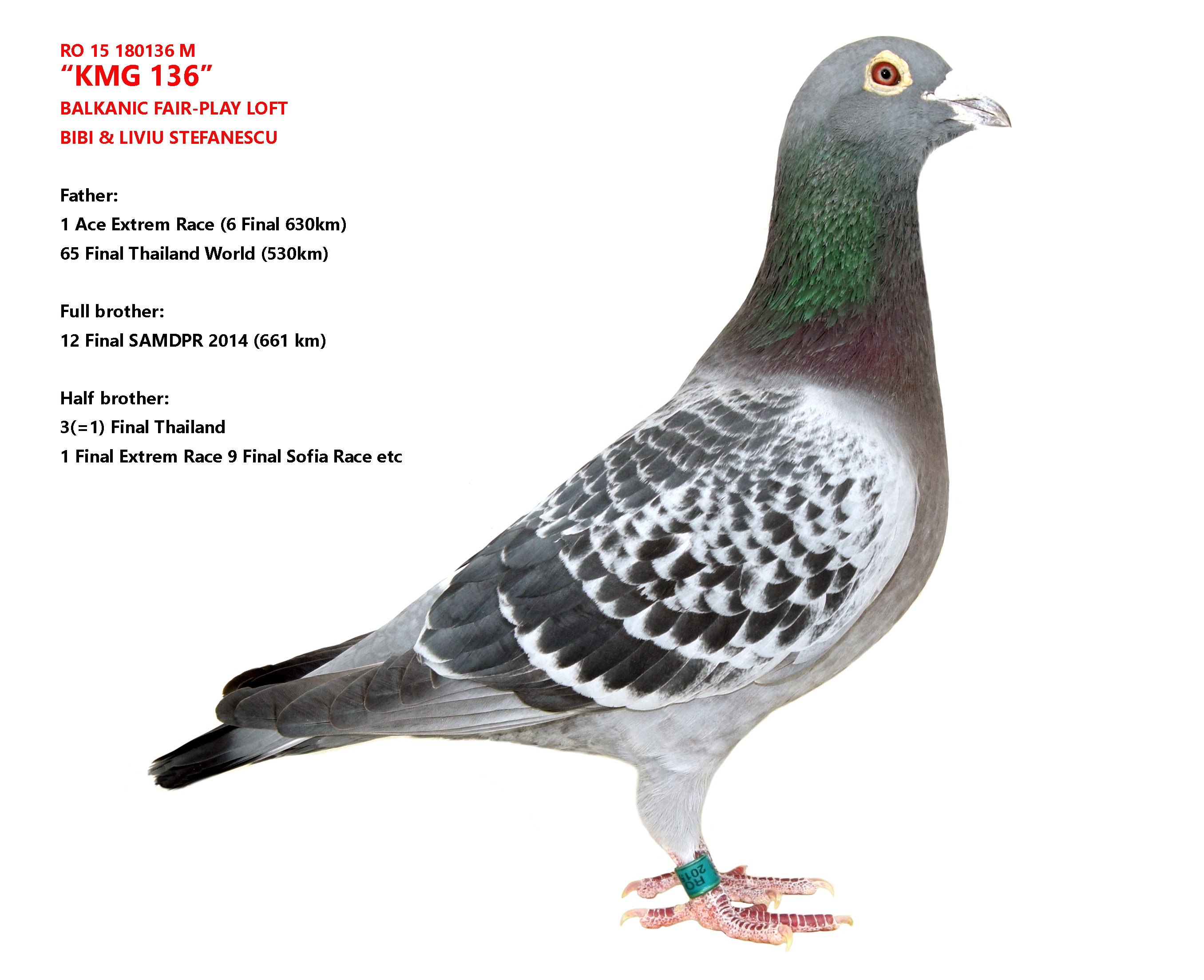 RO 21 200848 F - BFP LOFT - Mother 14 Final Derby Albania