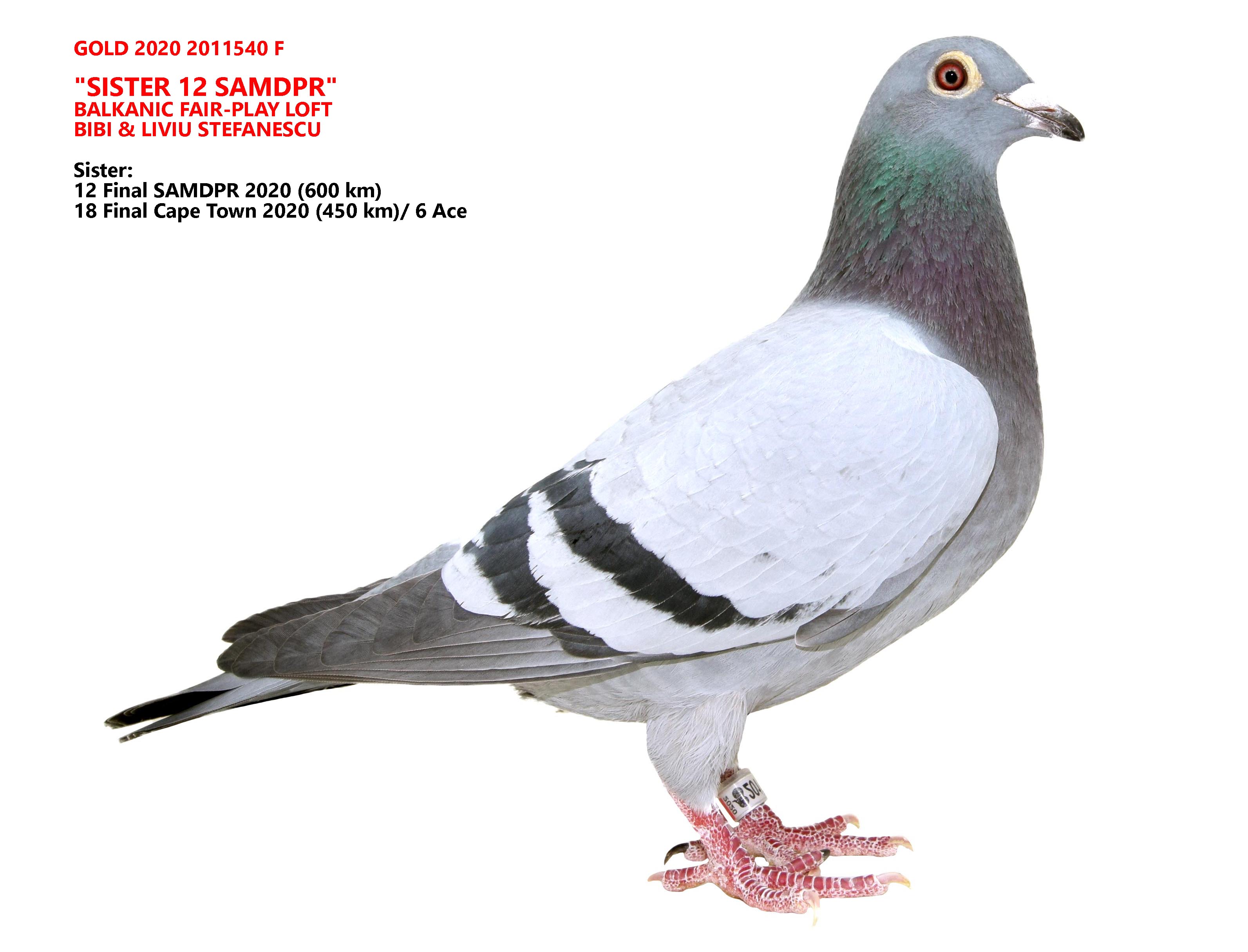 RO 21 200848 F - BFP LOFT - Mother 14 Final Derby Albania