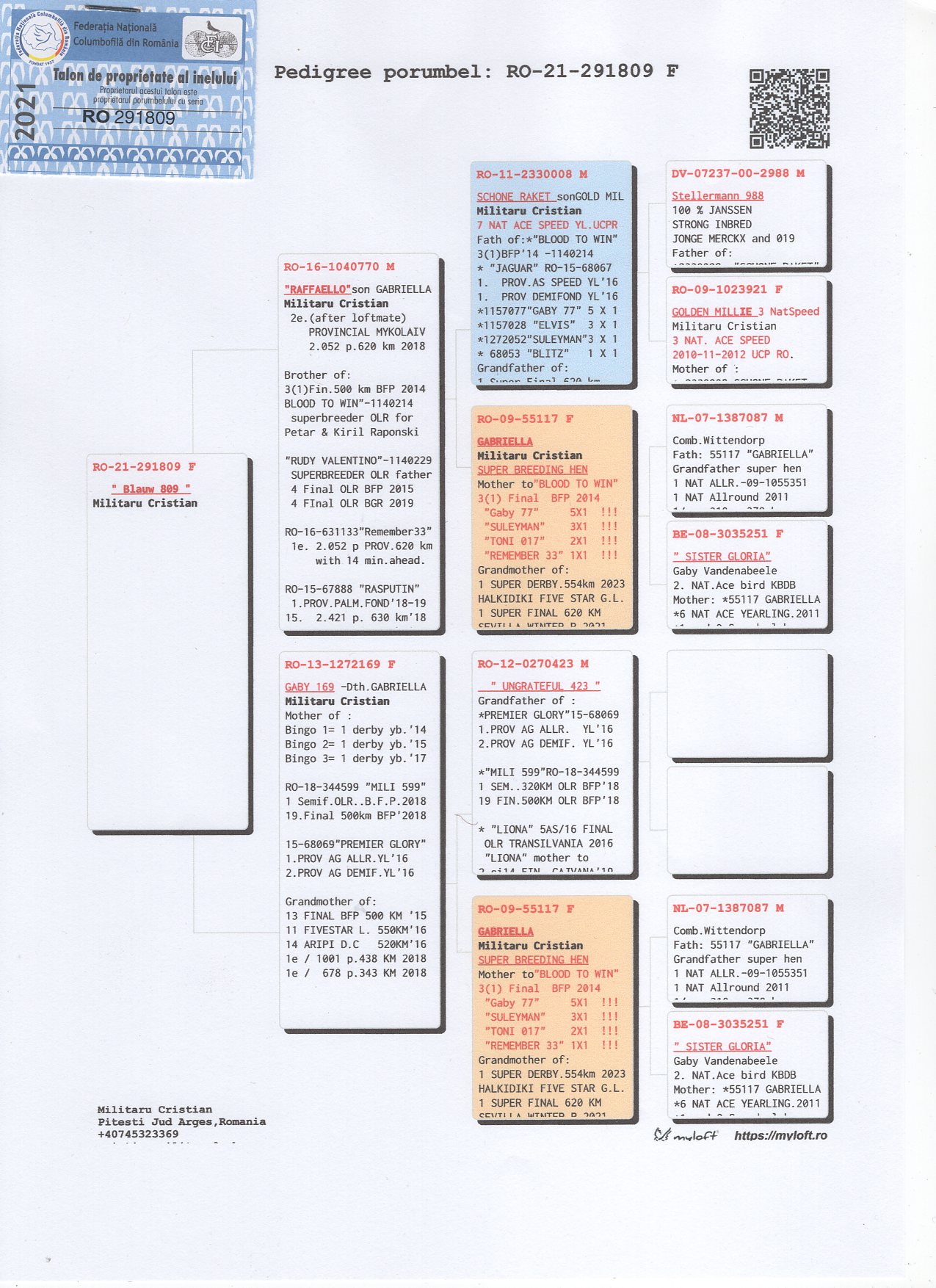 RO 21 291809 F - SISTER 3x 1 PRIZE DERBY YOUNG BIRDS