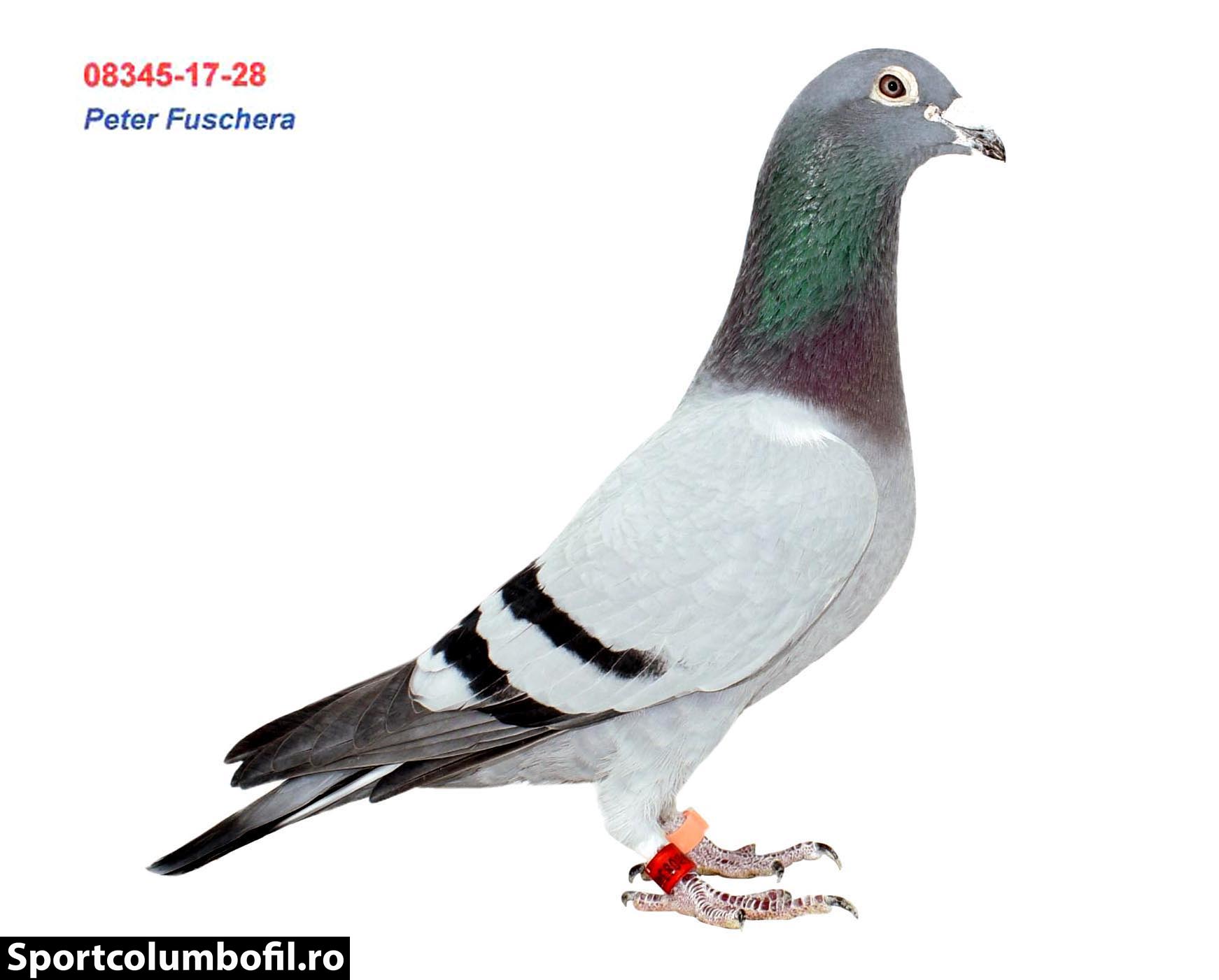 RO 22 633270 F - TEAM MARIUS CONSTANTIN - Mother 2 Final FSGL (540 km)