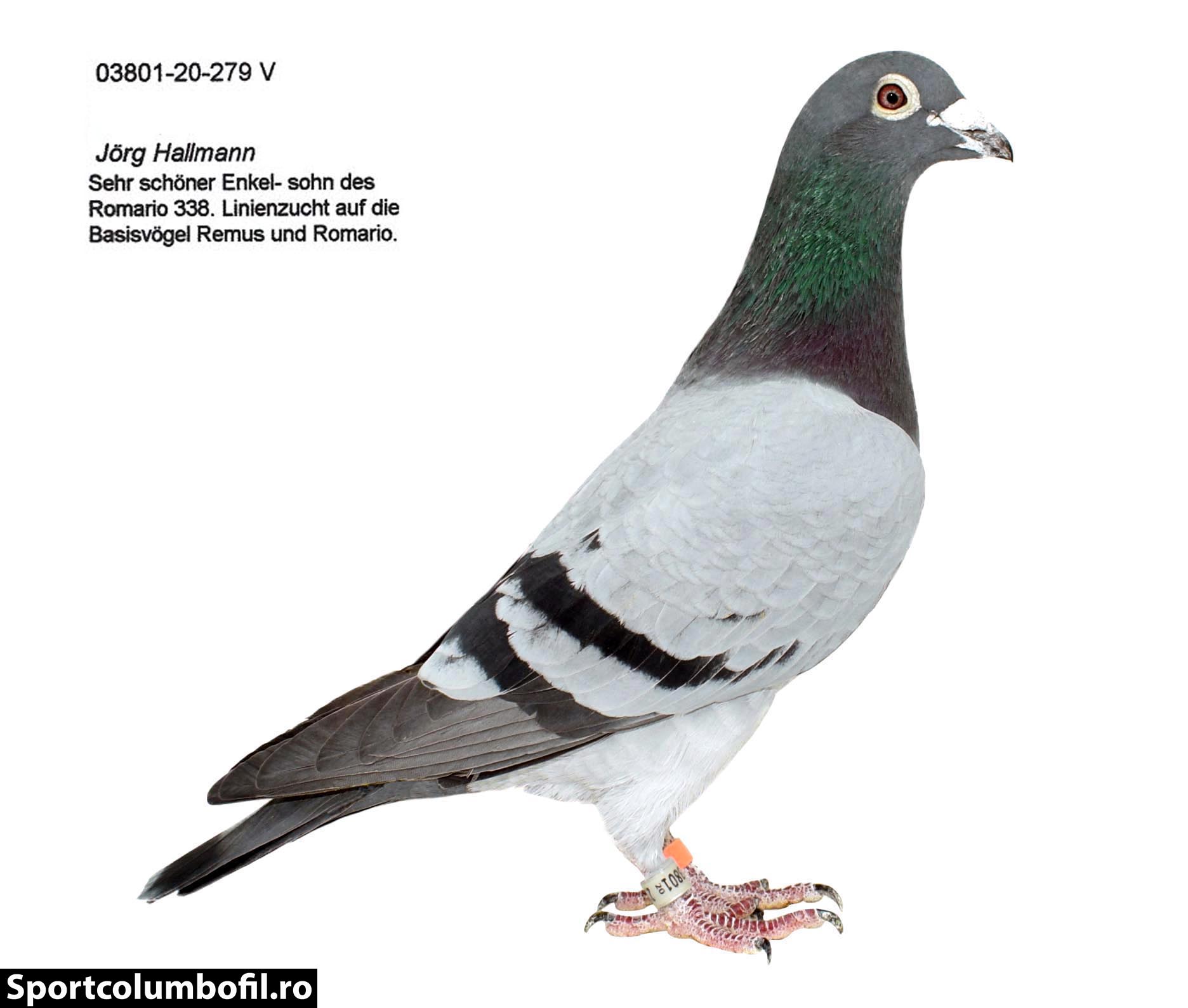 RO 22 633386 - TEAM MARIUS CONSTANTIN - Daughter 1 Final Teuto (Jorg Hallmann)