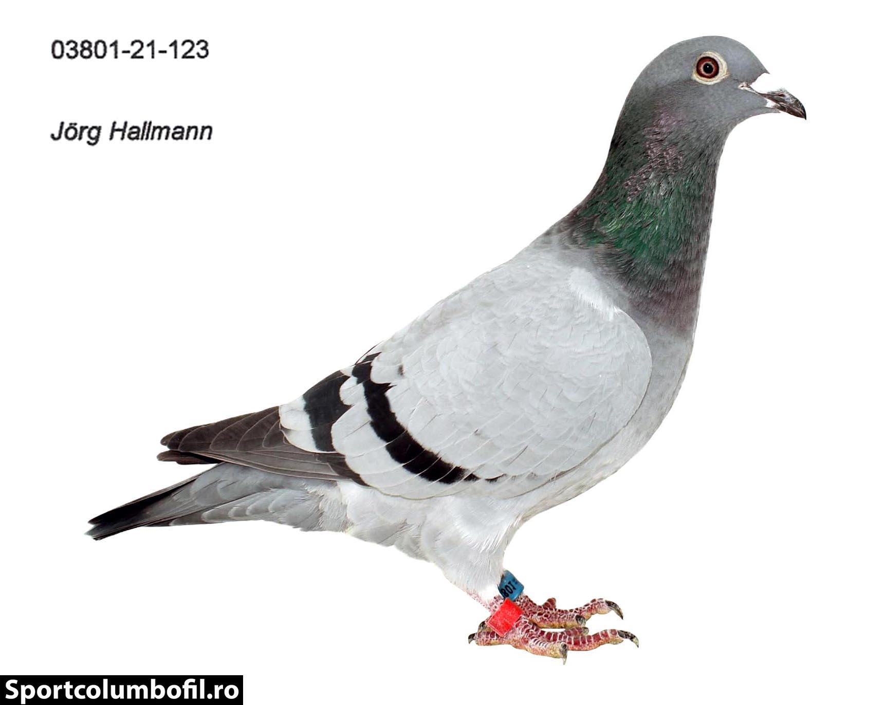 RO 22 633386 - TEAM MARIUS CONSTANTIN - Daughter 1 Final Teuto (Jorg Hallmann)