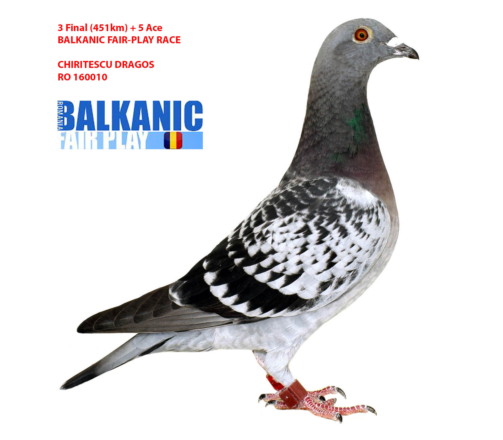 RO 23 233198 M - BFP LOFT - Father 14 Final Derby Albania; Son 3 Final BFP