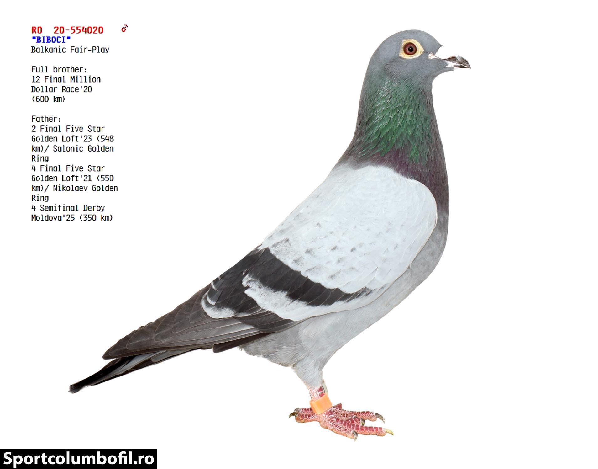 RO 24 248115 M - Full brother 2 Final FSLG (540 km)