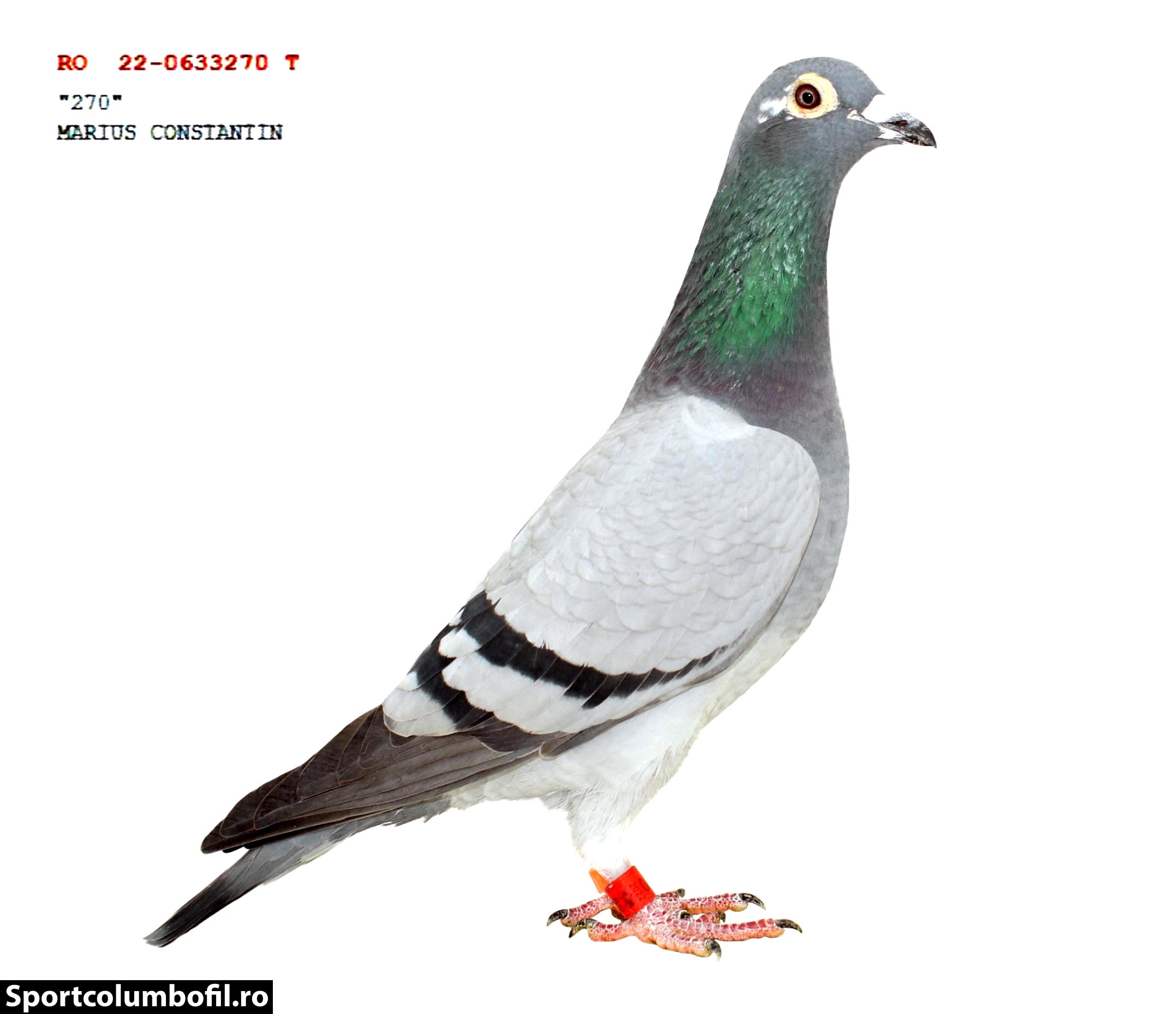 RO 24 248115 M - Full brother 2 Final FSLG (540 km)