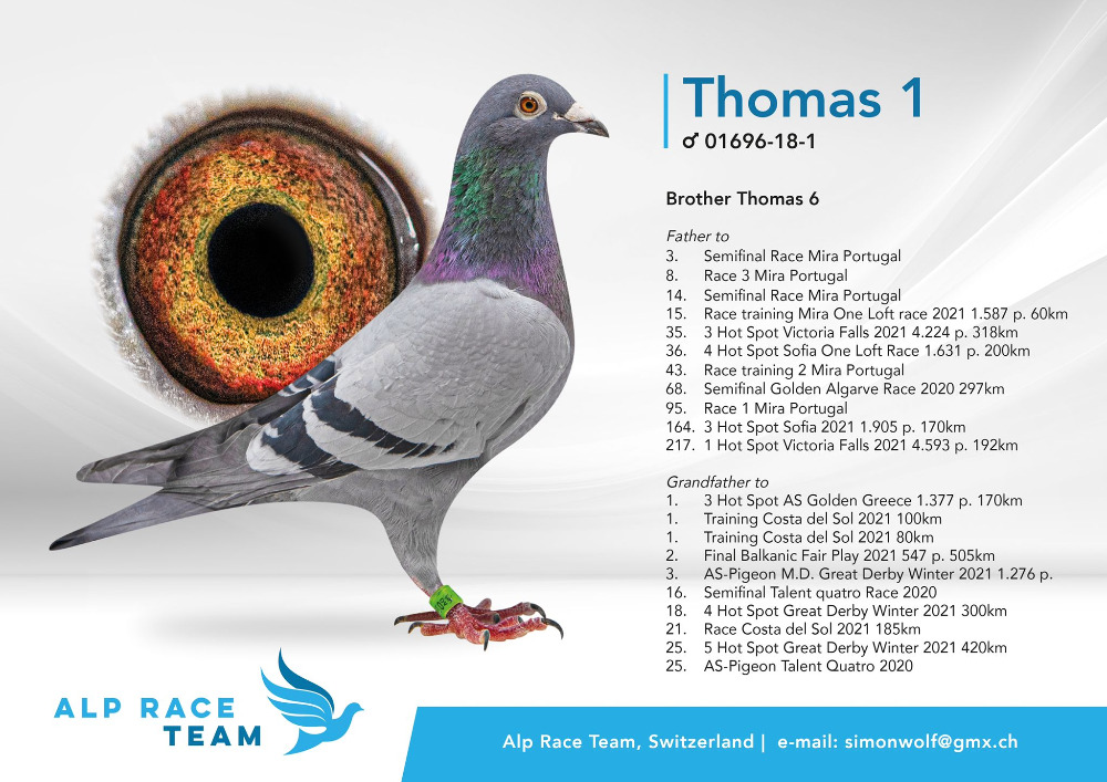 RO 25 280230 M - Brother 1 Ace Superstar Spain x Alpha (Daughter Thomas 1)