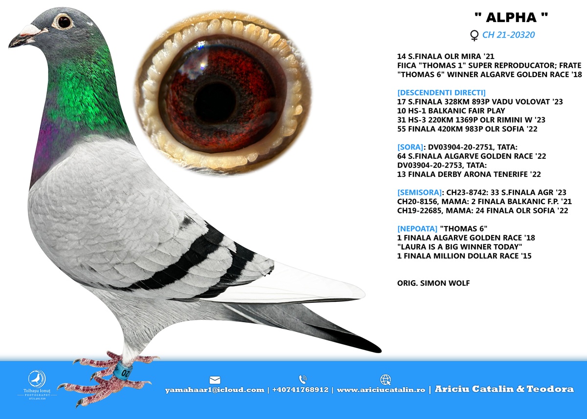 RO 25 280230 M - Brother 1 Ace Superstar Spain x Alpha (Daughter Thomas 1)