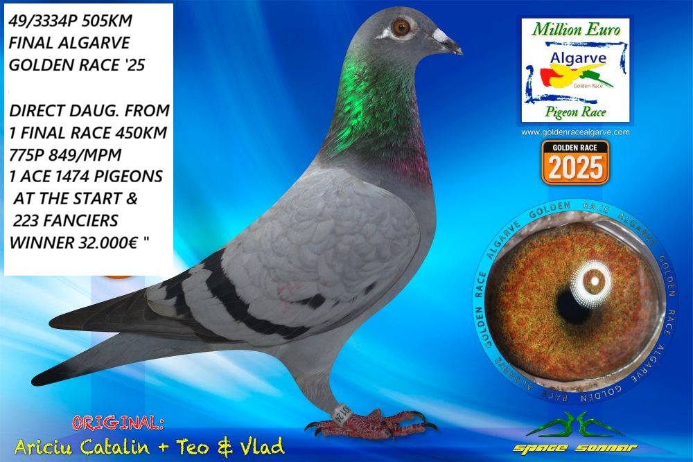 RO 25 280284 F - Sister 49 Final AGR; Granddaughter 1 Ace Superstar Spain